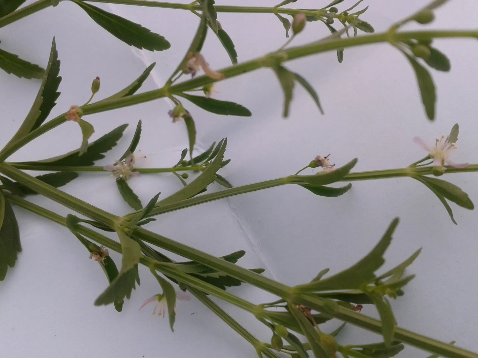 Sweet Broom (Genista Spachiana) — arching branches and profusion of bright yellow flowers; is an evergreen shrub reaching 6-8 feet in height and, image 59