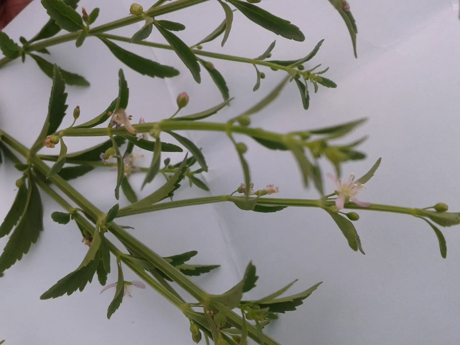 Sweet Broom (Genista Spachiana) — making it an ideal low-care addition to warm-climate landscapes