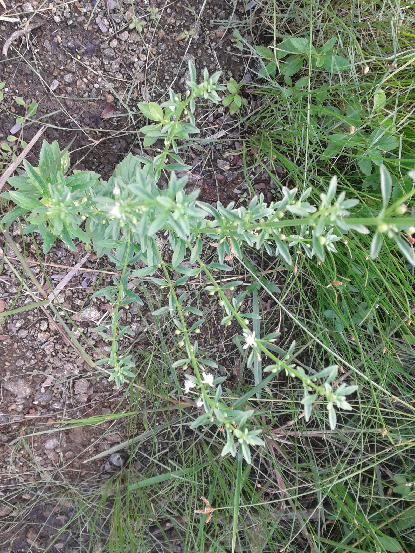 Sweet Broom (Genista Spachiana) — arching branches and profusion of bright yellow flowers