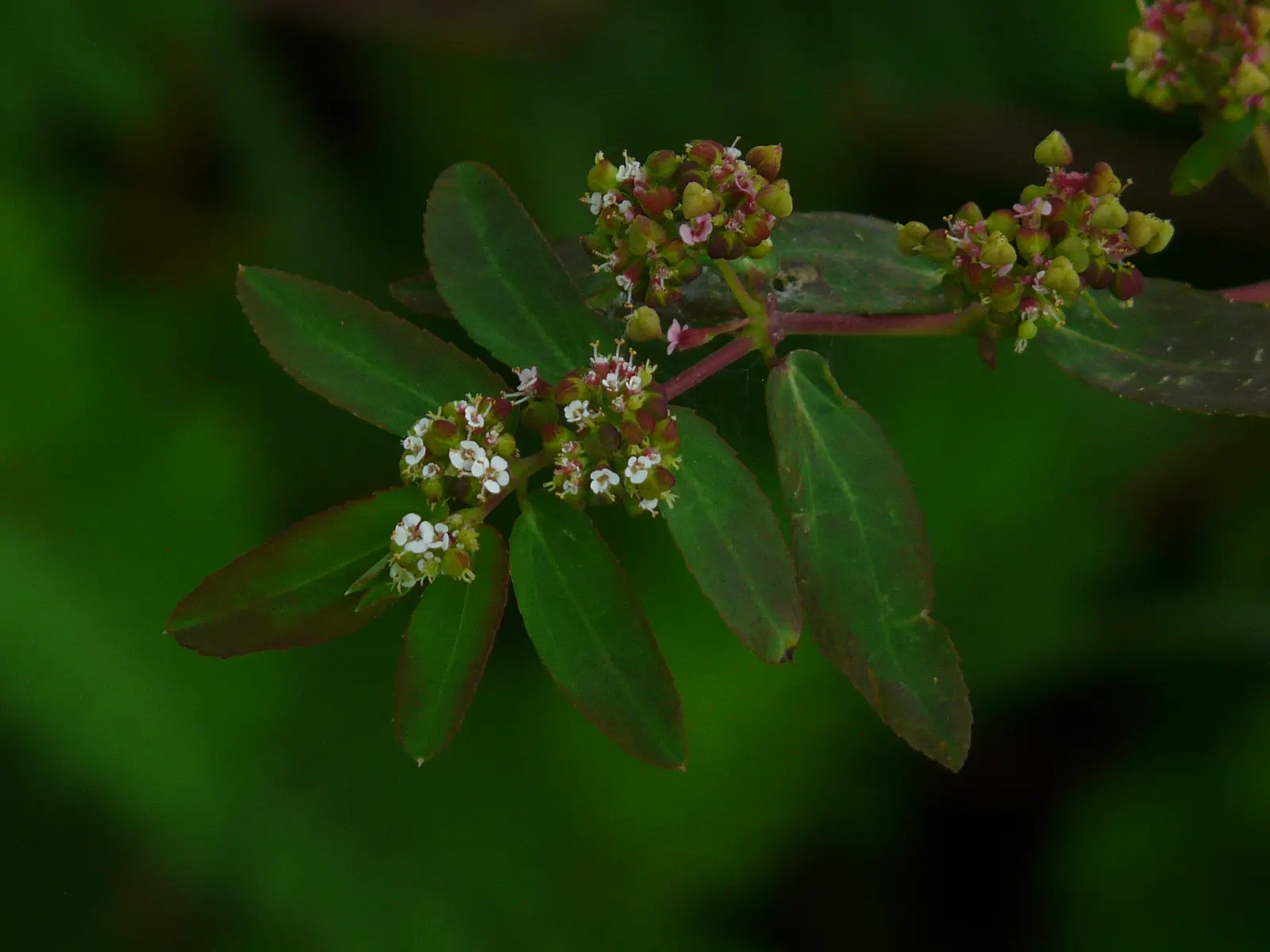 Spurge (Euphorbia Characias 'Tasmanian Tiger') — and excellent contrast among darker plants