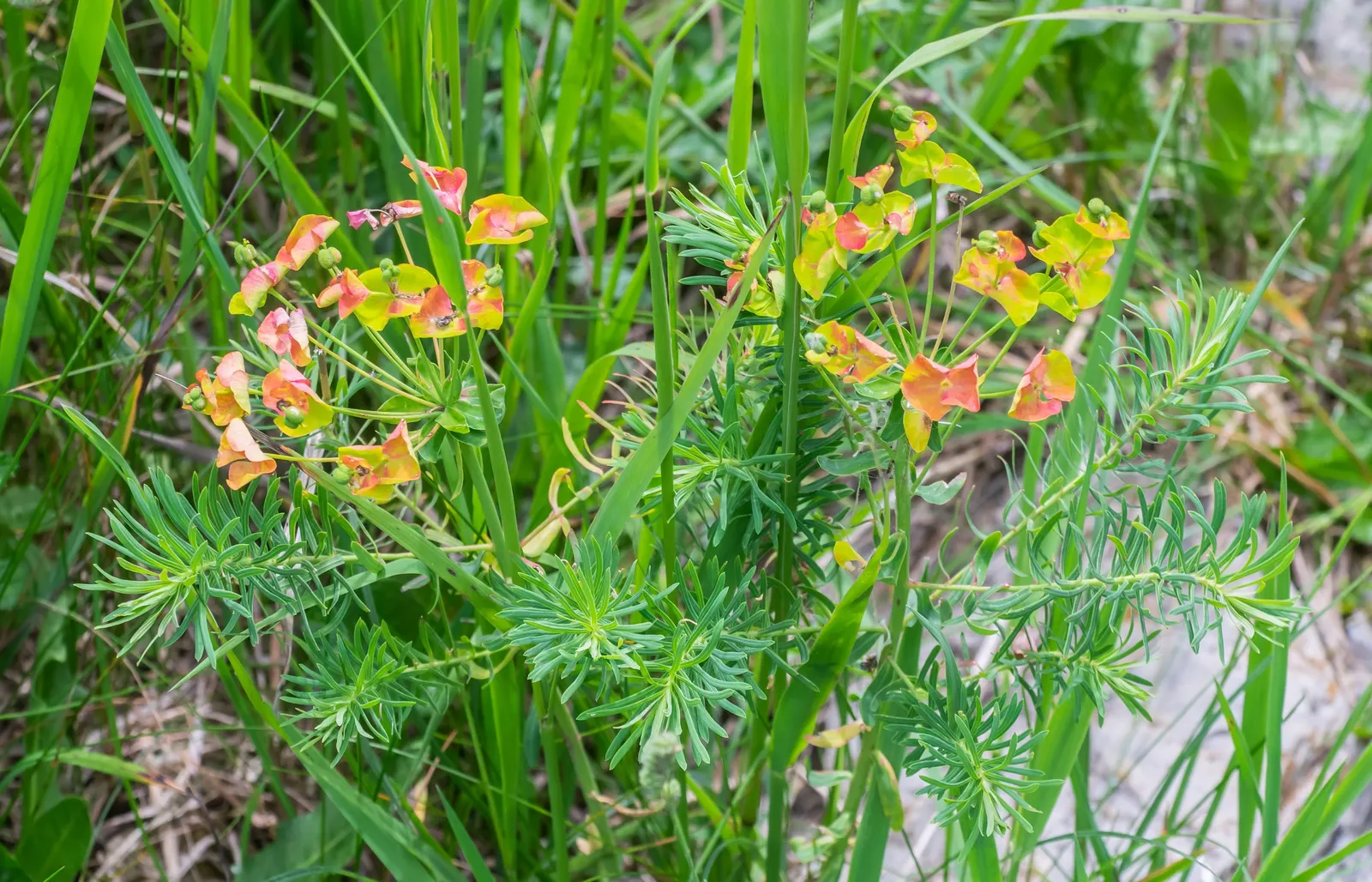 Spurge (Euphorbia Characias 'Tasmanian Tiger') — These bracts are a delicate shade of green with a central band of creamy white