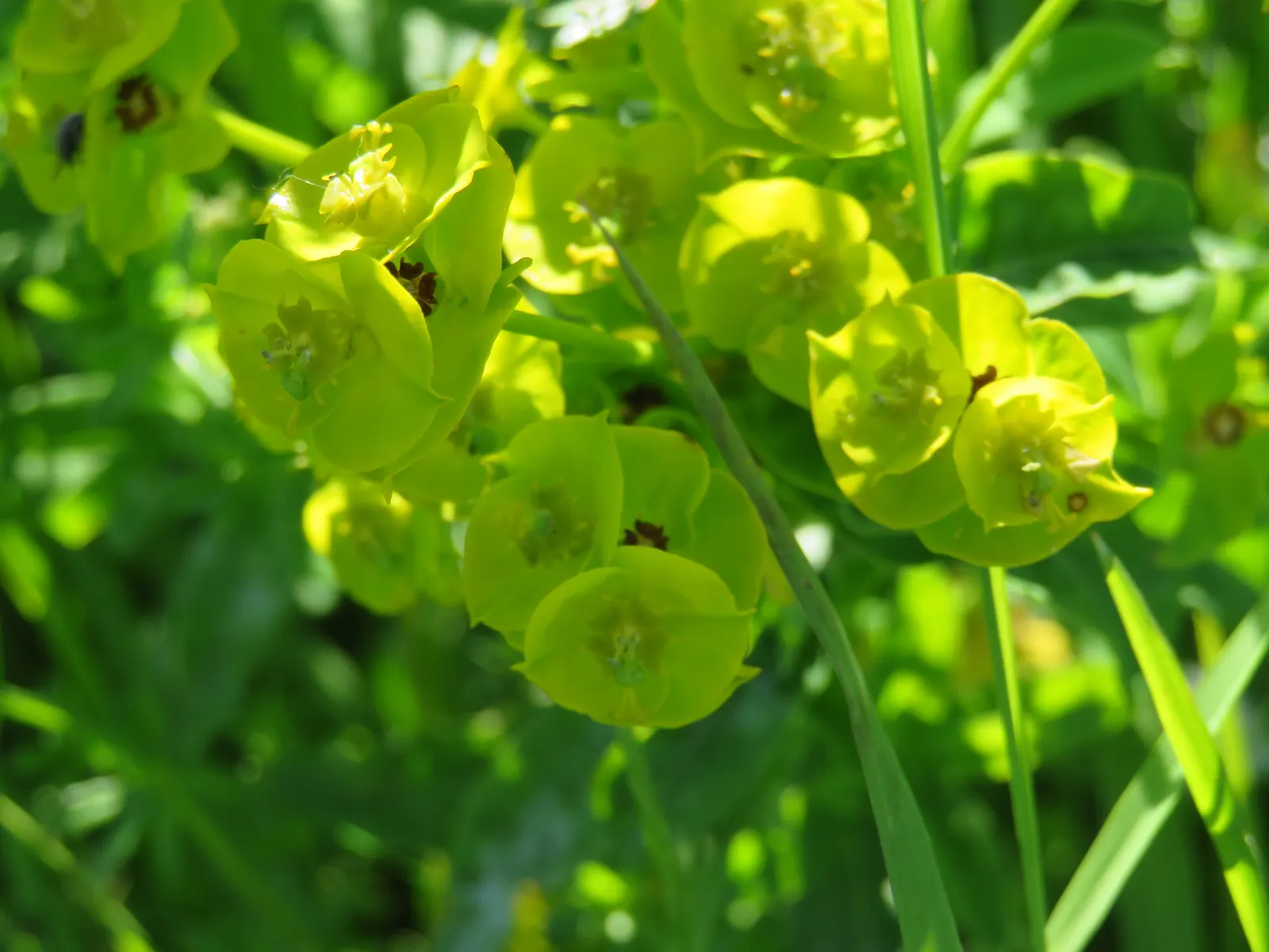 Spurge (Euphorbia Characias 'Tasmanian Tiger') — and consider placing it in areas with less foot traffic or away from children's play spaces