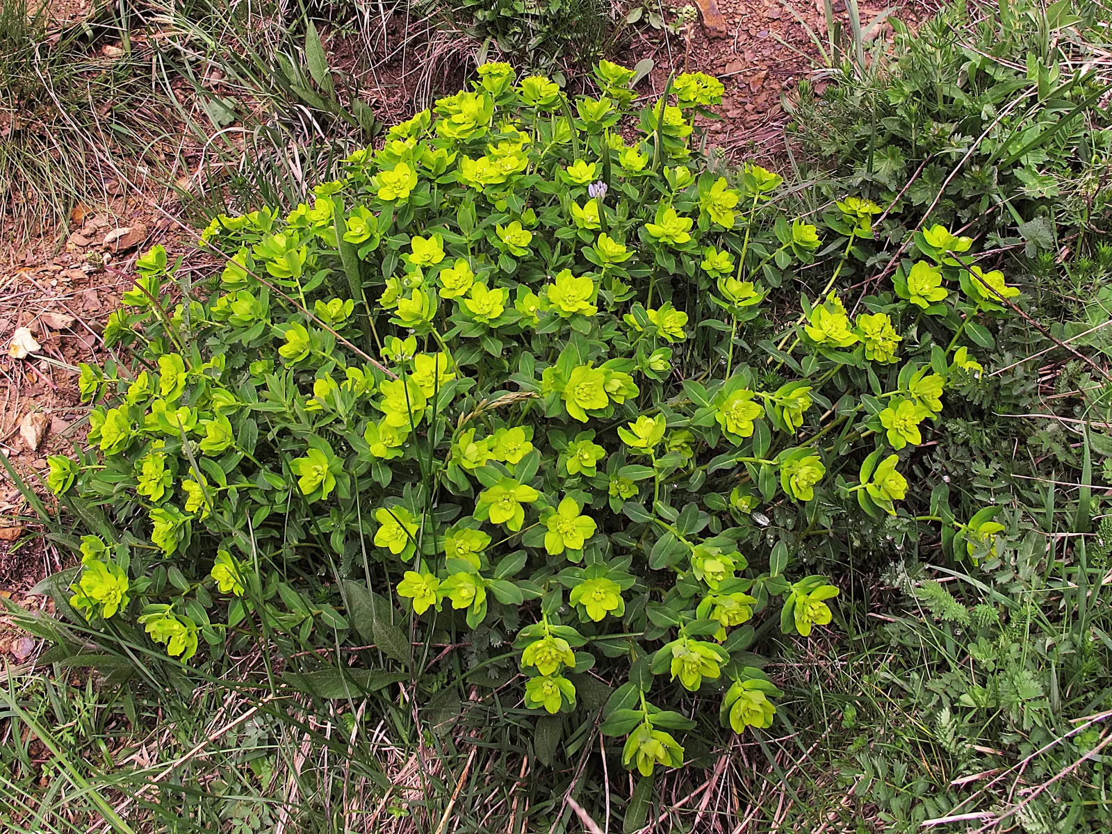 Spurge (Euphorbia Characias 'Tasmanian Tiger') — Euphorbia characias 'Tasmanian Tiger' is an eye-catching; thriving in USDA zones 7-10, it prefers, image 146
