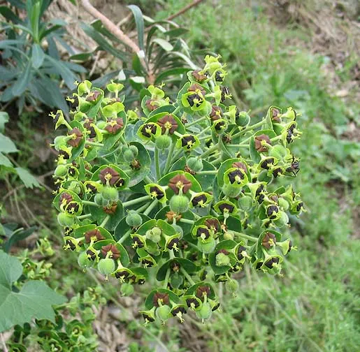 Spurge (Euphorbia Characias 'Tasmanian Tiger') — The plant typically reaches a height of about 3 feet and spreads to roughly 2 feet; complementing the