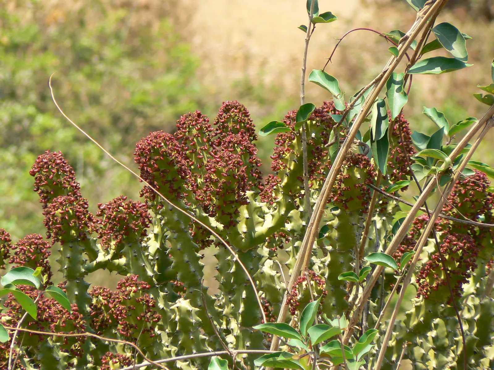 Spurge (Euphorbia Characias 'Tasmanian Tiger') — When designing with 'Tasmanian Tiger'; which are modified leaves that resemble flowers, image 135
