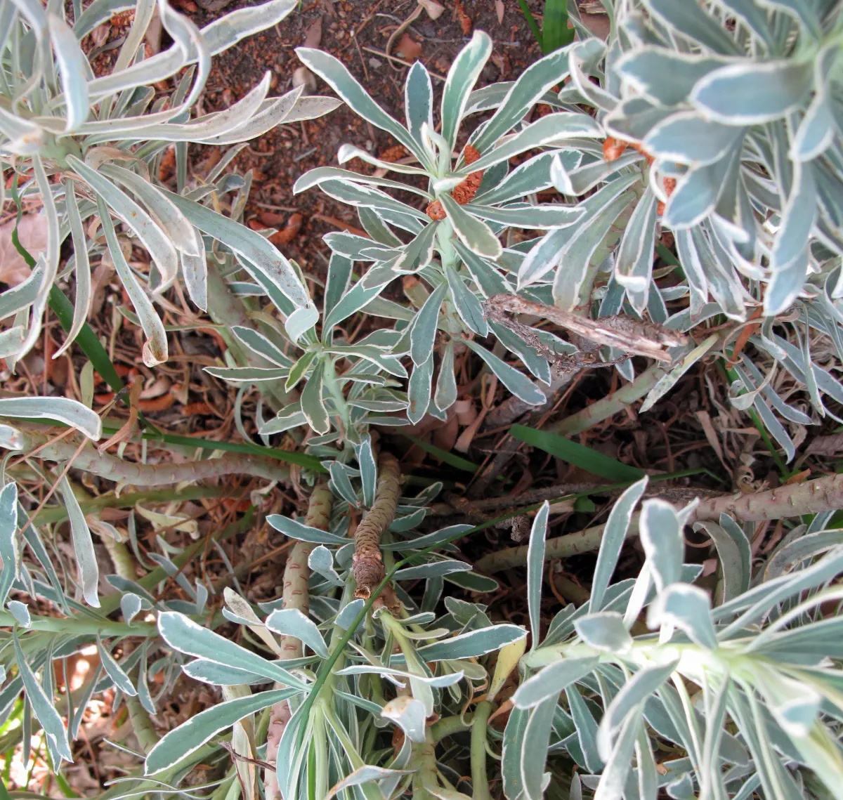 Spurge (Euphorbia Characias 'Tasmanian Tiger') — Euphorbia characias 'Tasmanian Tiger' is an eye-catching; thriving in USDA zones 7-10, it prefers full sun to