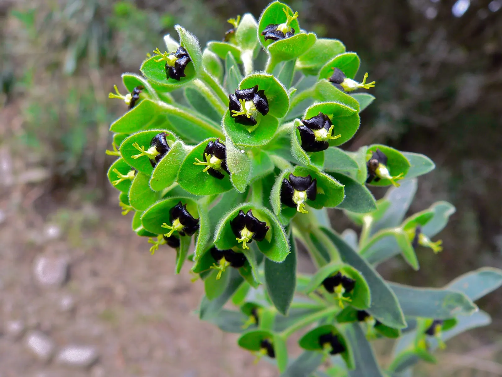 Spurge (Euphorbia Characias 'Tasmanian Tiger') — <br><br>Maintenance for 'Tasmanian Tiger' is minimal; keep in mind its toxic sap, image 169