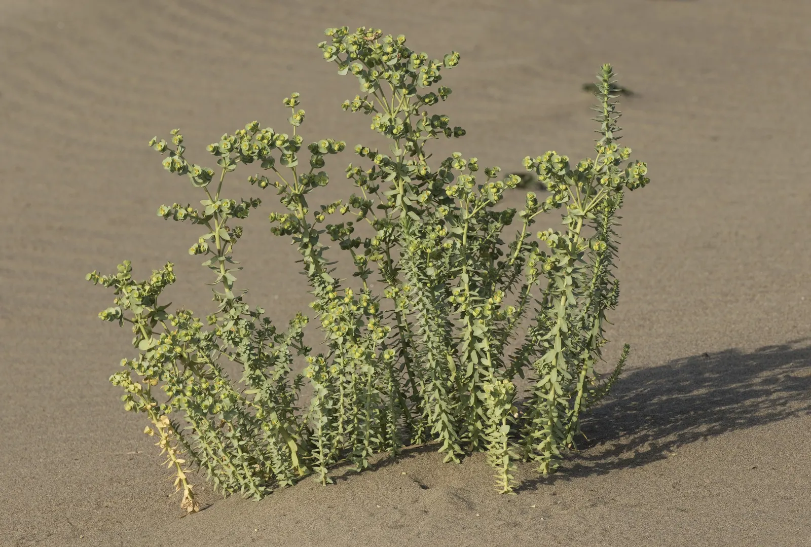 Spurge (Euphorbia Characias 'Tasmanian Tiger') — <br><br>Maintenance for 'Tasmanian Tiger' is minimal