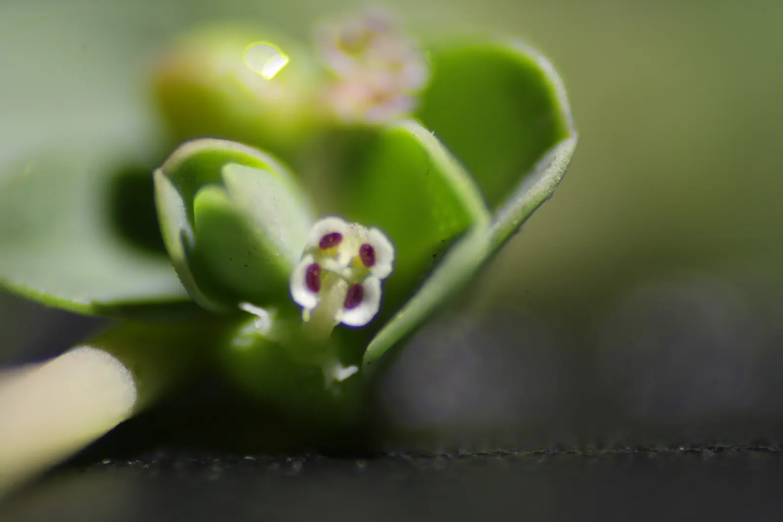 Spurge (Euphorbia Characias 'Tasmanian Tiger') — where each blue-green leaf is elegantly rimmed with a creamy white border; this particular spurge, image 68