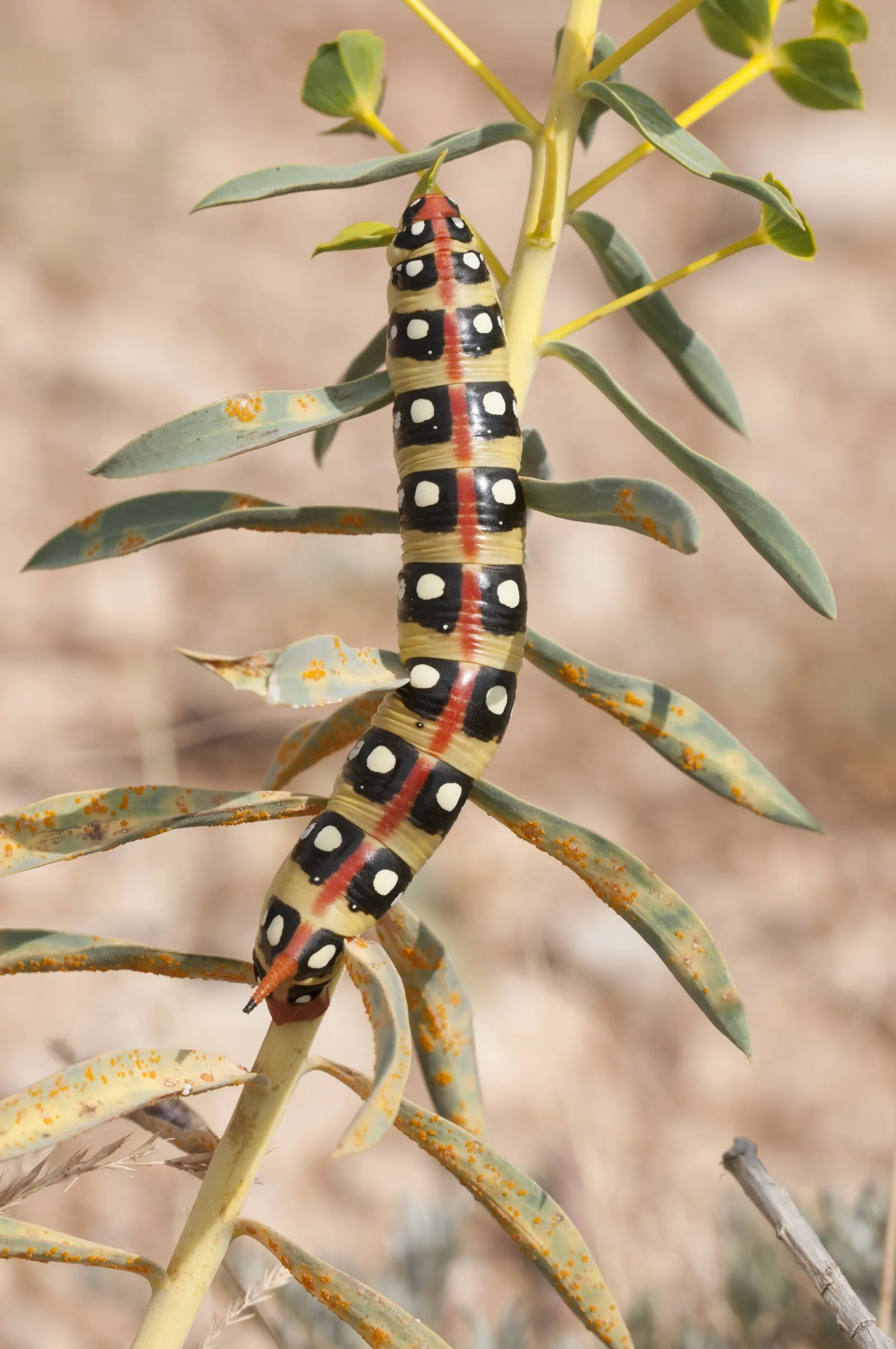 Spurge (Euphorbia Characias 'Tasmanian Tiger') — Caution: sap may irritate skin
