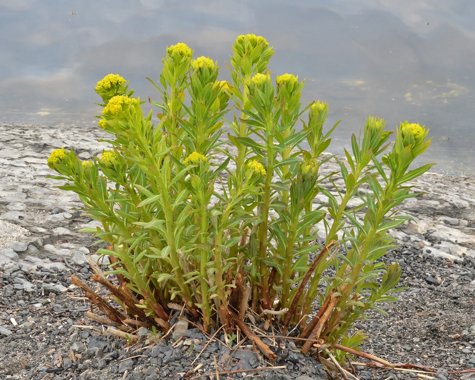 Spurge (Euphorbia Characias 'Tasmanian Tiger') — and consider placing it in areas with less foot traffic or away from children's play spaces; it offers low