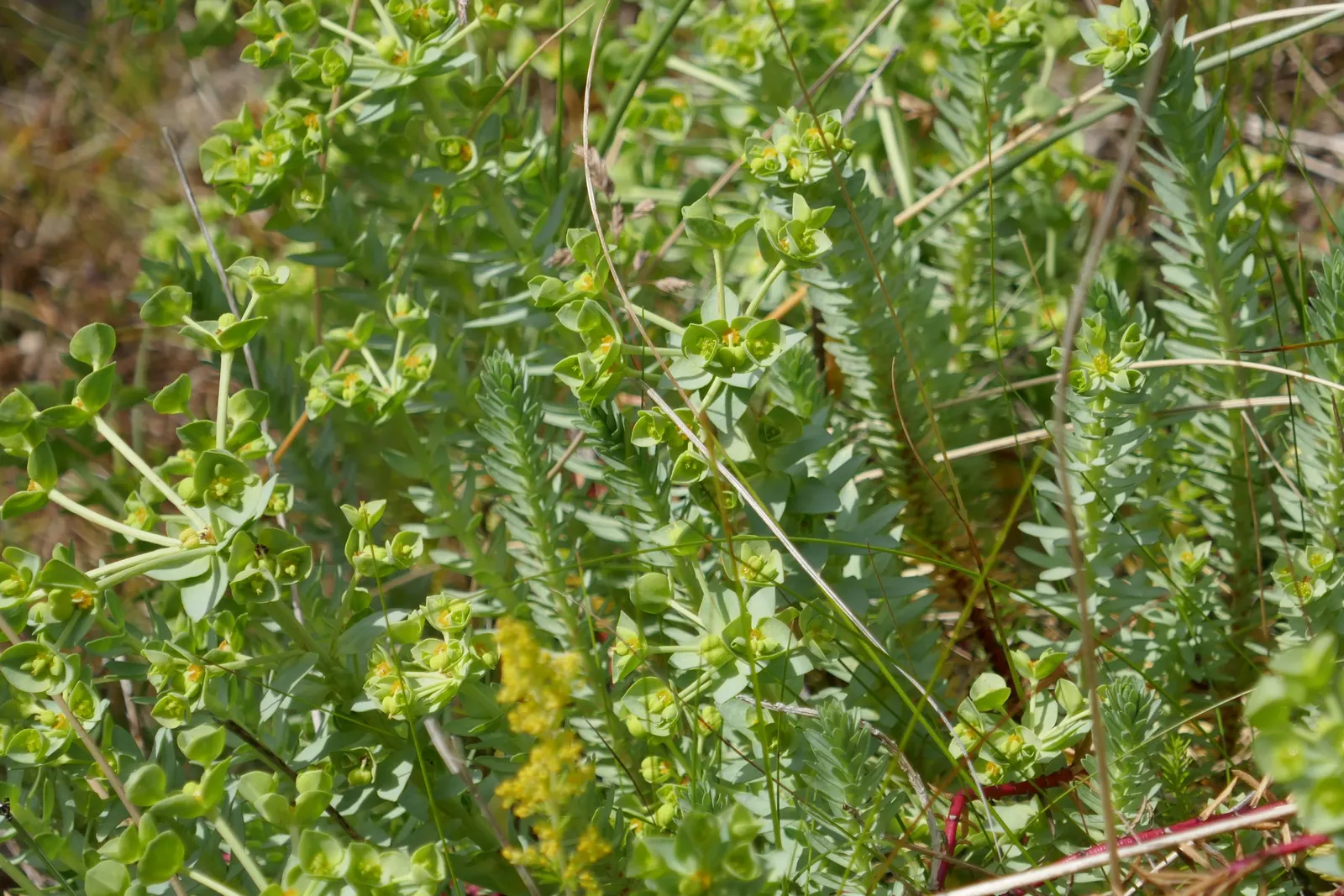 Spurge (Euphorbia Characias 'Tasmanian Tiger') — which is a characteristic of Euphorbias; perennial with green and multi-colored and yellow blooms, image 108