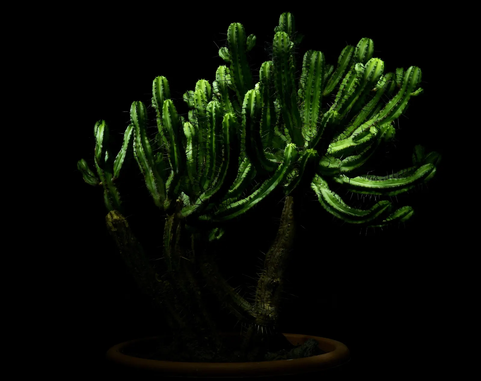 Spurge (Euphorbia Characias 'Tasmanian Tiger') — which is a characteristic of Euphorbias