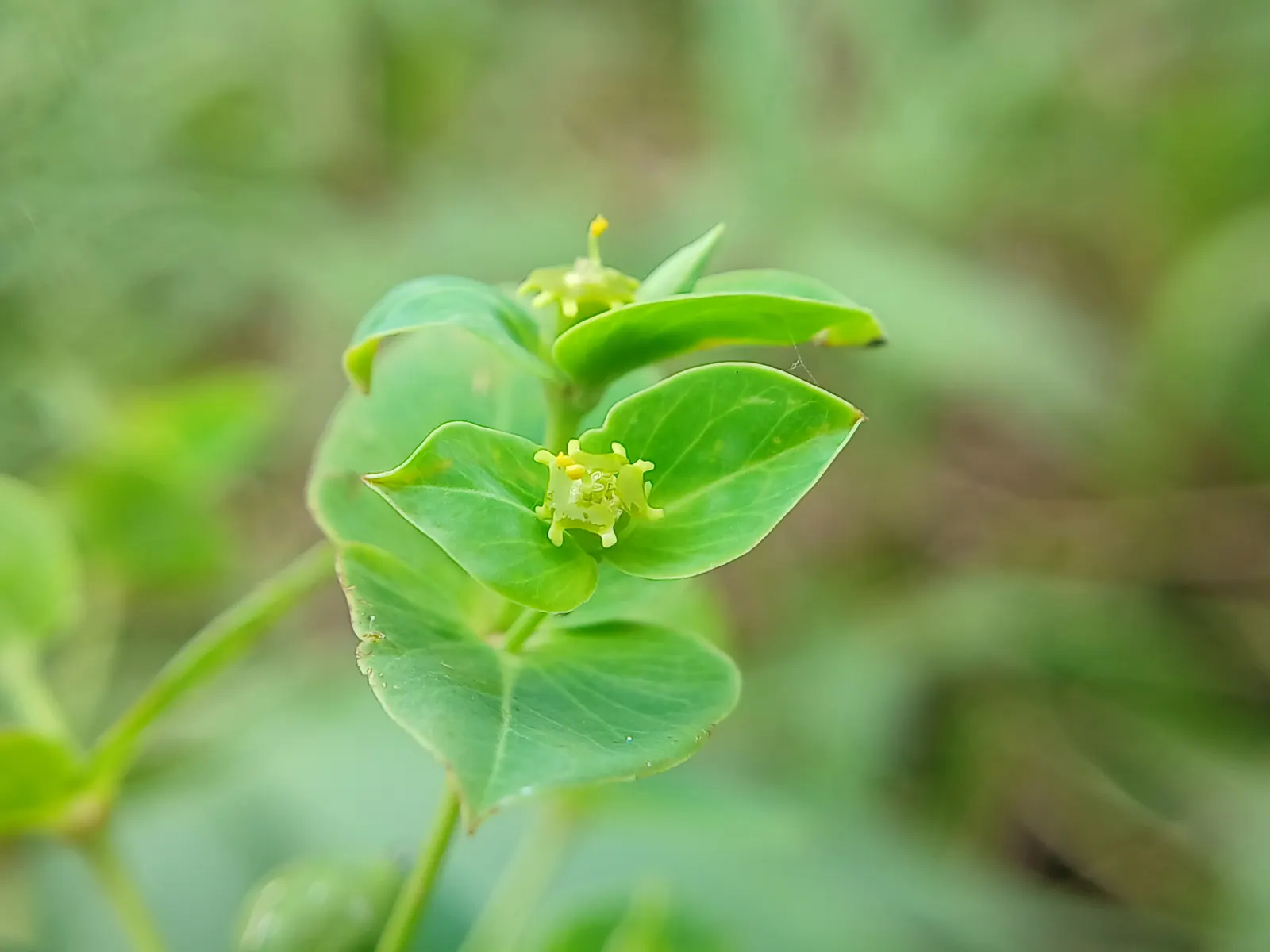 Spurge (Euphorbia Characias 'Tasmanian Tiger') — <br><br>Maintenance for 'Tasmanian Tiger' is minimal; keep in mind its toxic sap, image 82