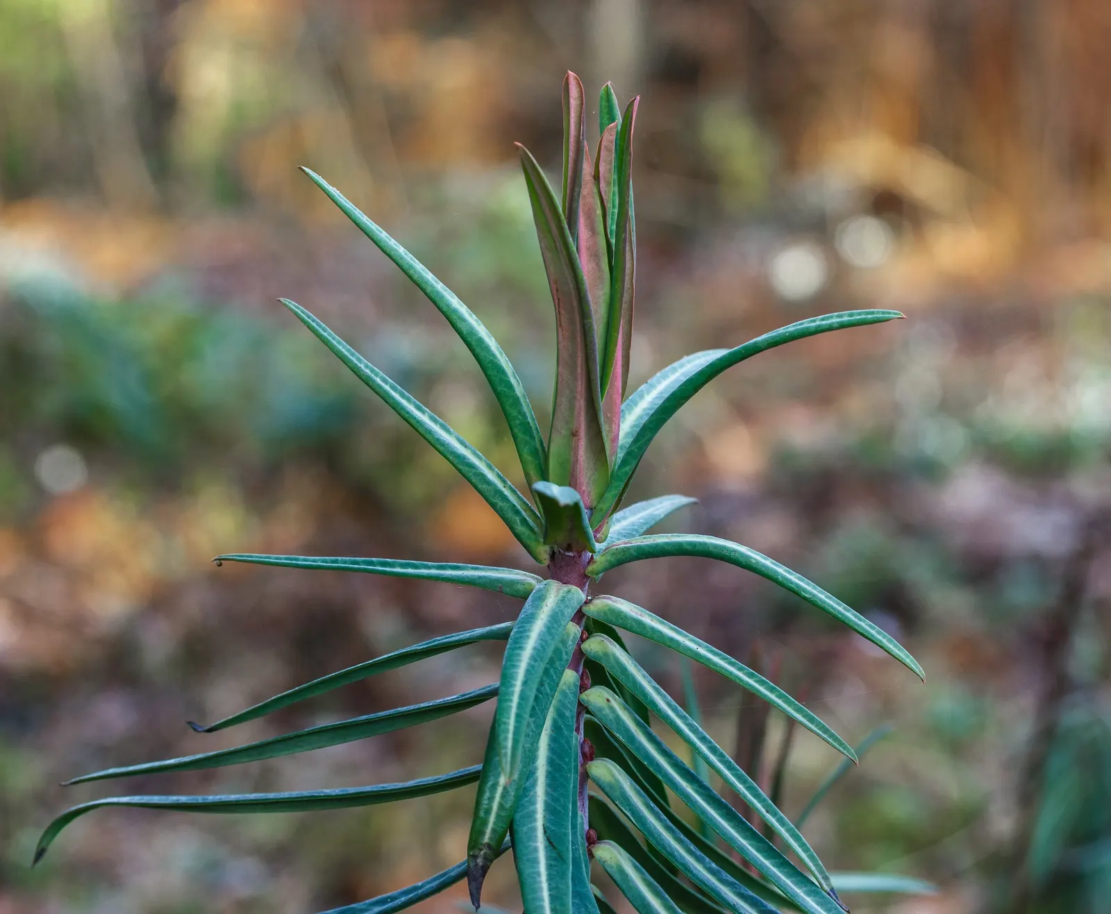 Spurge (Euphorbia Characias 'Tasmanian Tiger') — perennial with green and multi-colored and yellow blooms; when designing with 'Tasmanian Tiger', image 86