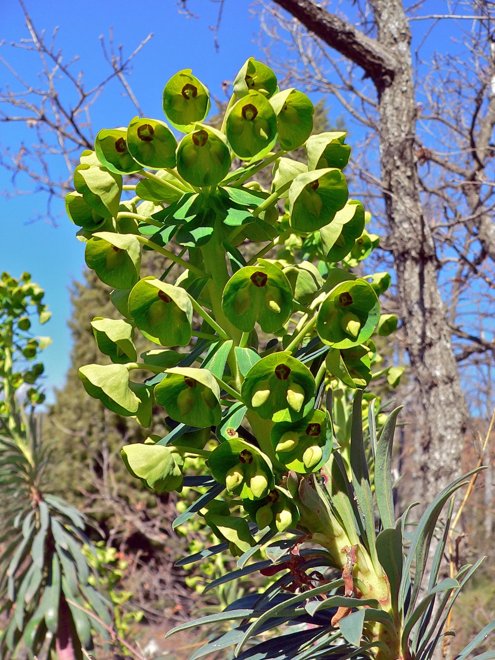 Spurge (Euphorbia Characias 'Tasmanian Tiger') — Caution: sap may irritate skin; <br><br>Maintenance for 'Tasmanian Tiger' is minimal, image 95