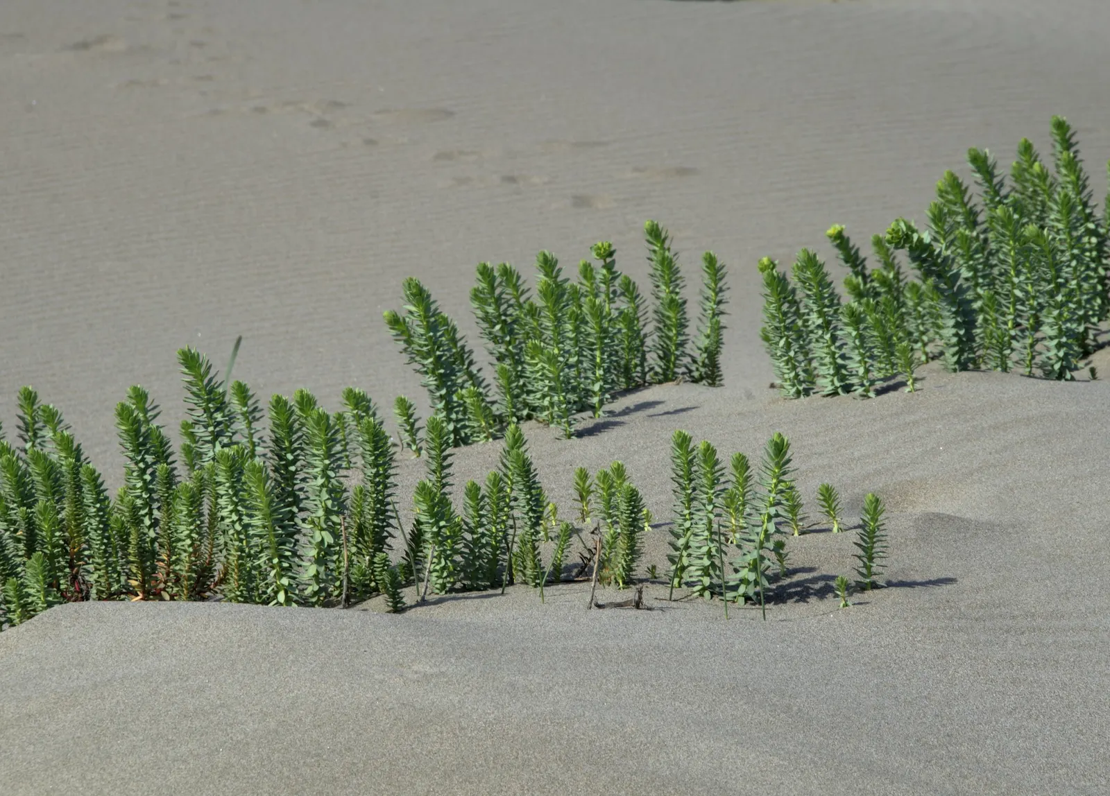 Spurge (Euphorbia Characias 'Tasmanian Tiger') — upright mounding form ideal for borders or as a specimen plant.<br><br>From early to mid-spring, image 70