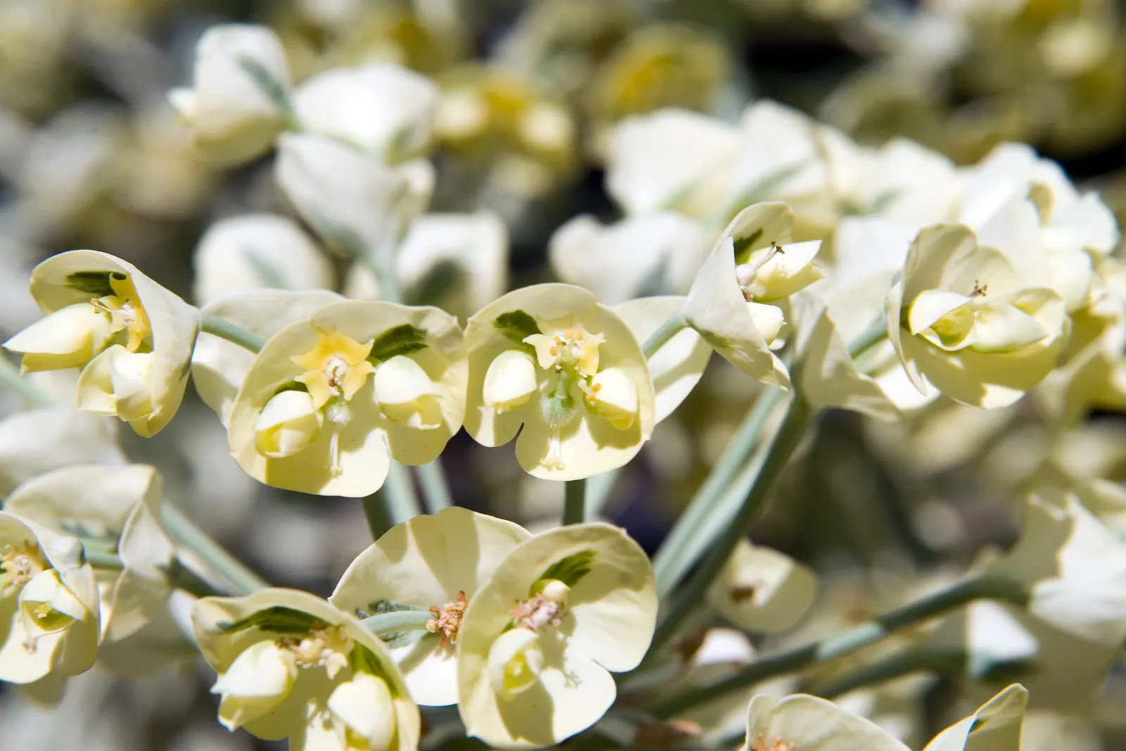 Spurge (Euphorbia Characias 'Tasmanian Tiger') — needing only occasional pruning to remove spent flower stems and to maintain its attractive shape, image 83