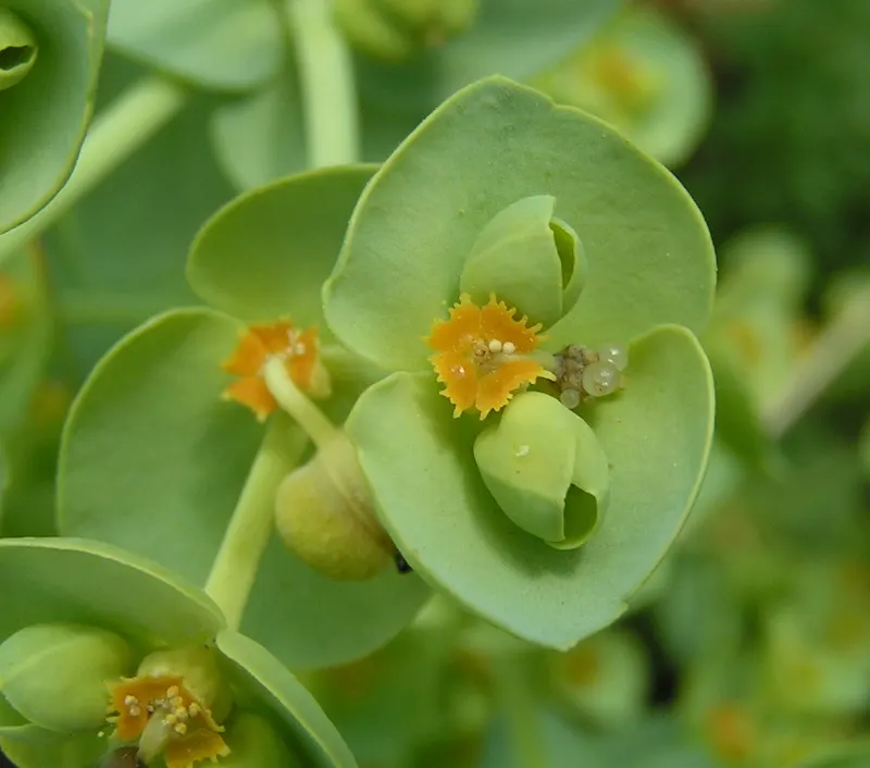 Spurge (Euphorbia Characias 'Tasmanian Tiger') — and consider placing it in areas with less foot traffic or away from children's play spaces; it, image 167