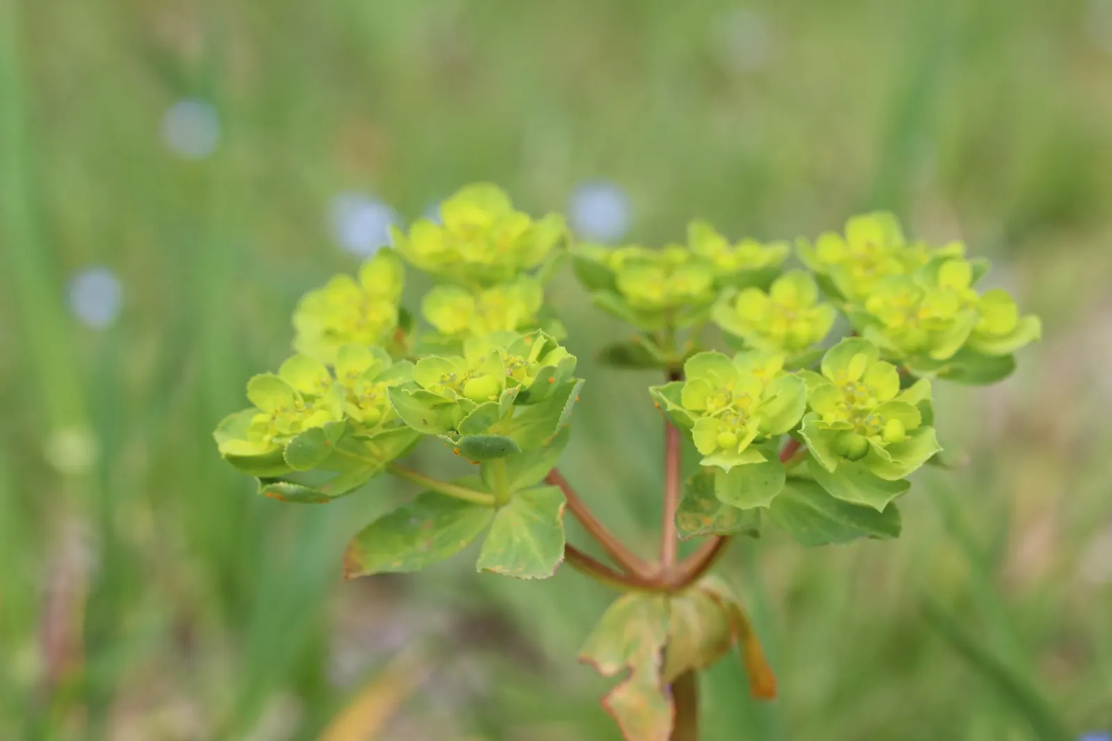 Spurge (Euphorbia Characias 'Tasmanian Tiger') — This resilient and striking plant offers both structure and style to a well-composed landscape