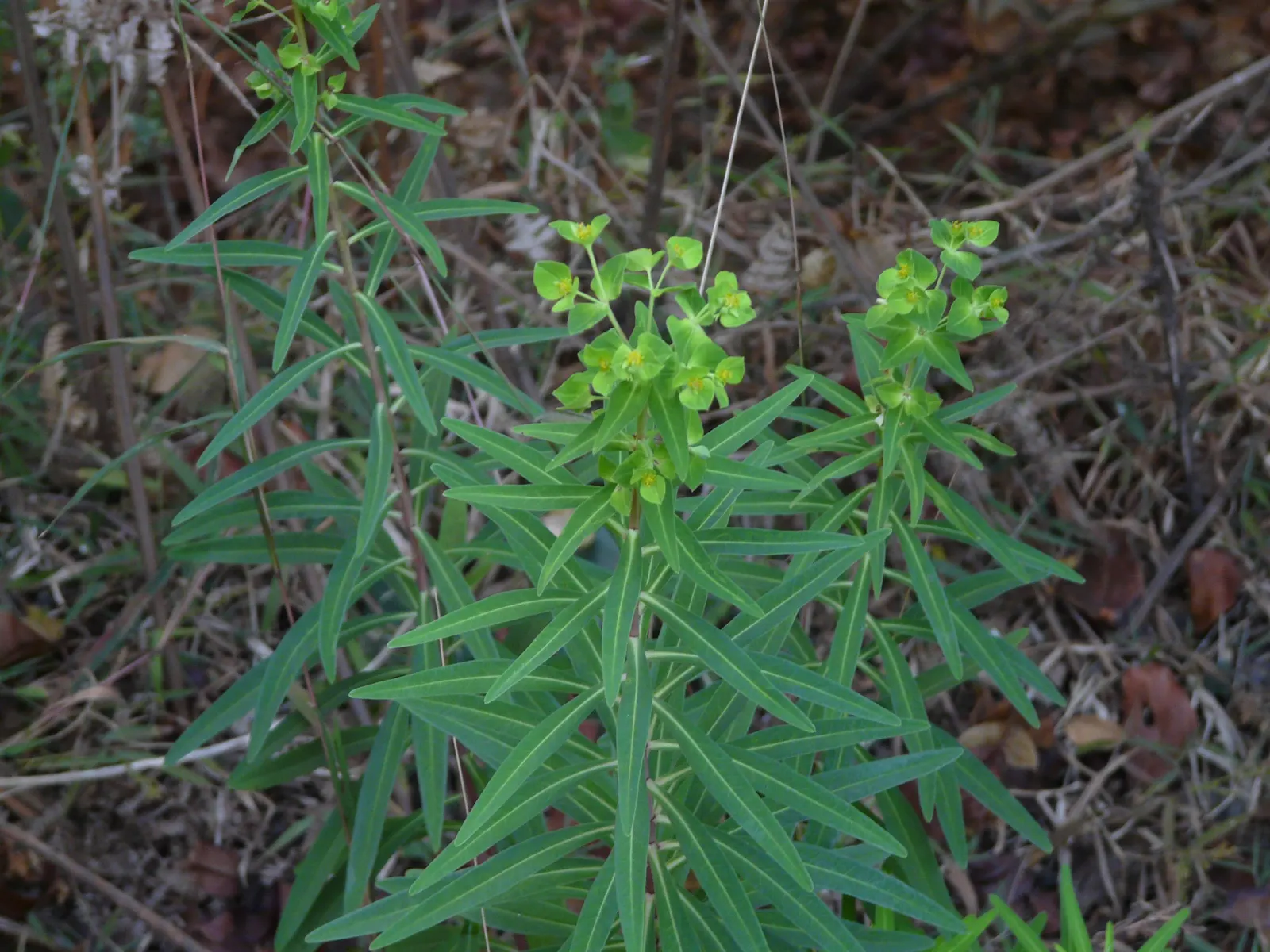 Spurge (Euphorbia Characias 'Tasmanian Tiger') — Ideal for Mediterranean gardens