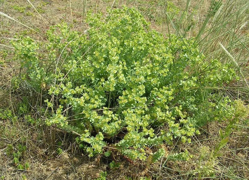 Spurge (Euphorbia Characias 'Tasmanian Tiger') — Ideal for Mediterranean gardens; bear clusters of chartreuse flowers encased in cream bracts, image 150