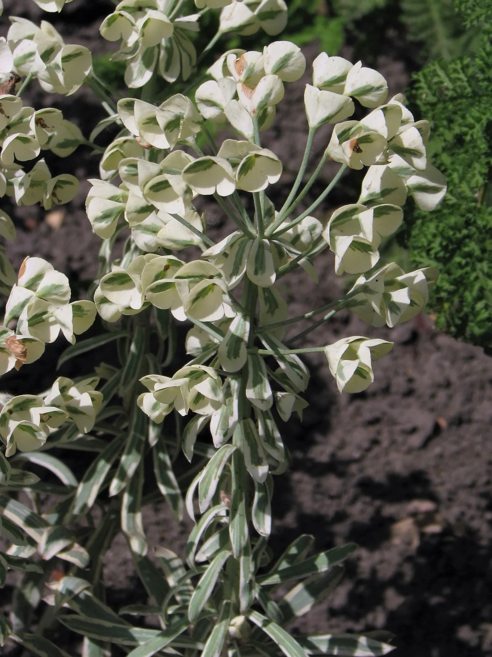 Spurge (Euphorbia Characias 'Tasmanian Tiger') — perennial for full or half; this resilient and striking plant offers both structure and style to a, image 116