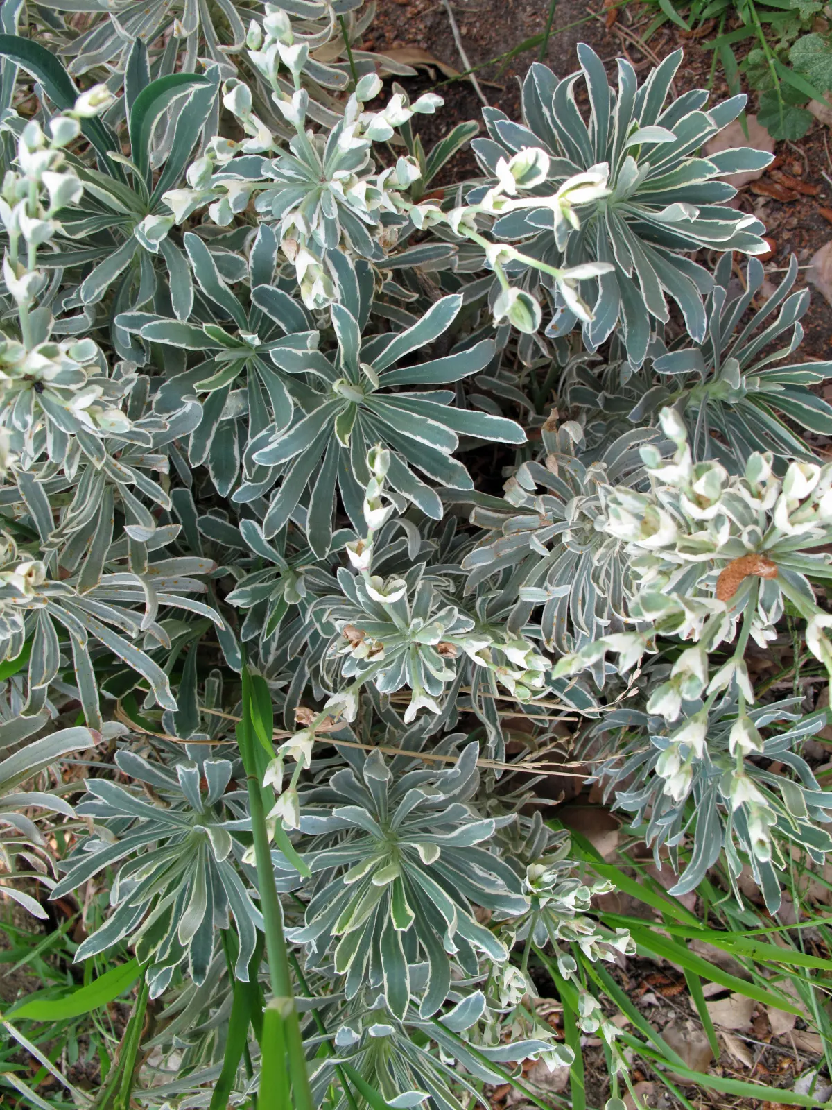 Spurge (Euphorbia Characias 'Tasmanian Tiger') — These bracts are a delicate shade of green with a central band of creamy white, image 102