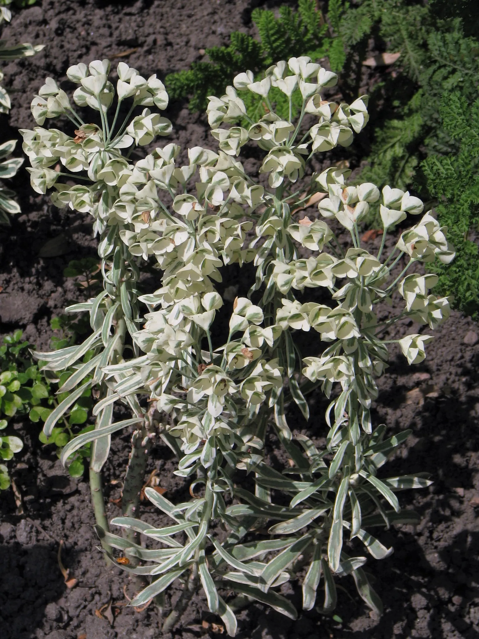 Spurge (Euphorbia Characias 'Tasmanian Tiger') — needing only occasional pruning to remove spent flower stems and to maintain its attractive shape, image 141