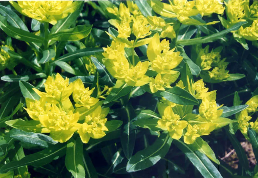 Spurge (Euphorbia Characias 'Tasmanian Tiger') — this spurge thrives in well-drained soil and prefers a full sun to partial shade exposure, image 133
