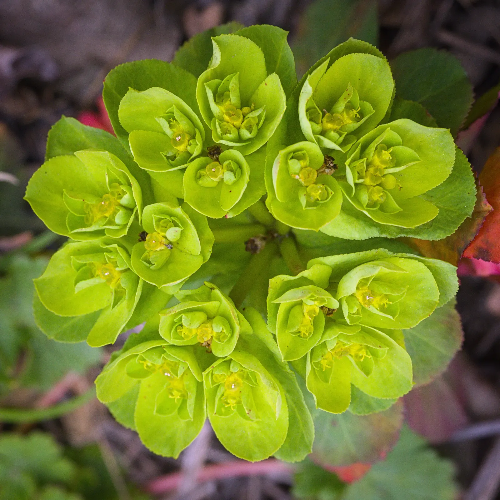 Spurge (Euphorbia Characias 'Tasmanian Tiger') — 'Tasmanian Tiger' produces vertical spikes of show-stopping bracts; euphorbia characias 'Tasmanian, image 158