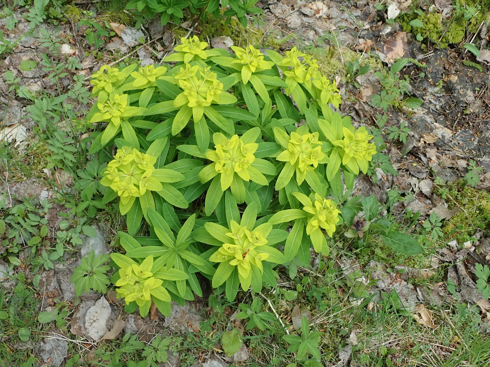 Spurge (Euphorbia Characias 'Tasmanian Tiger') — evergreen perennial with variegated foliage and striking; the plant typically reaches a height of, image 147