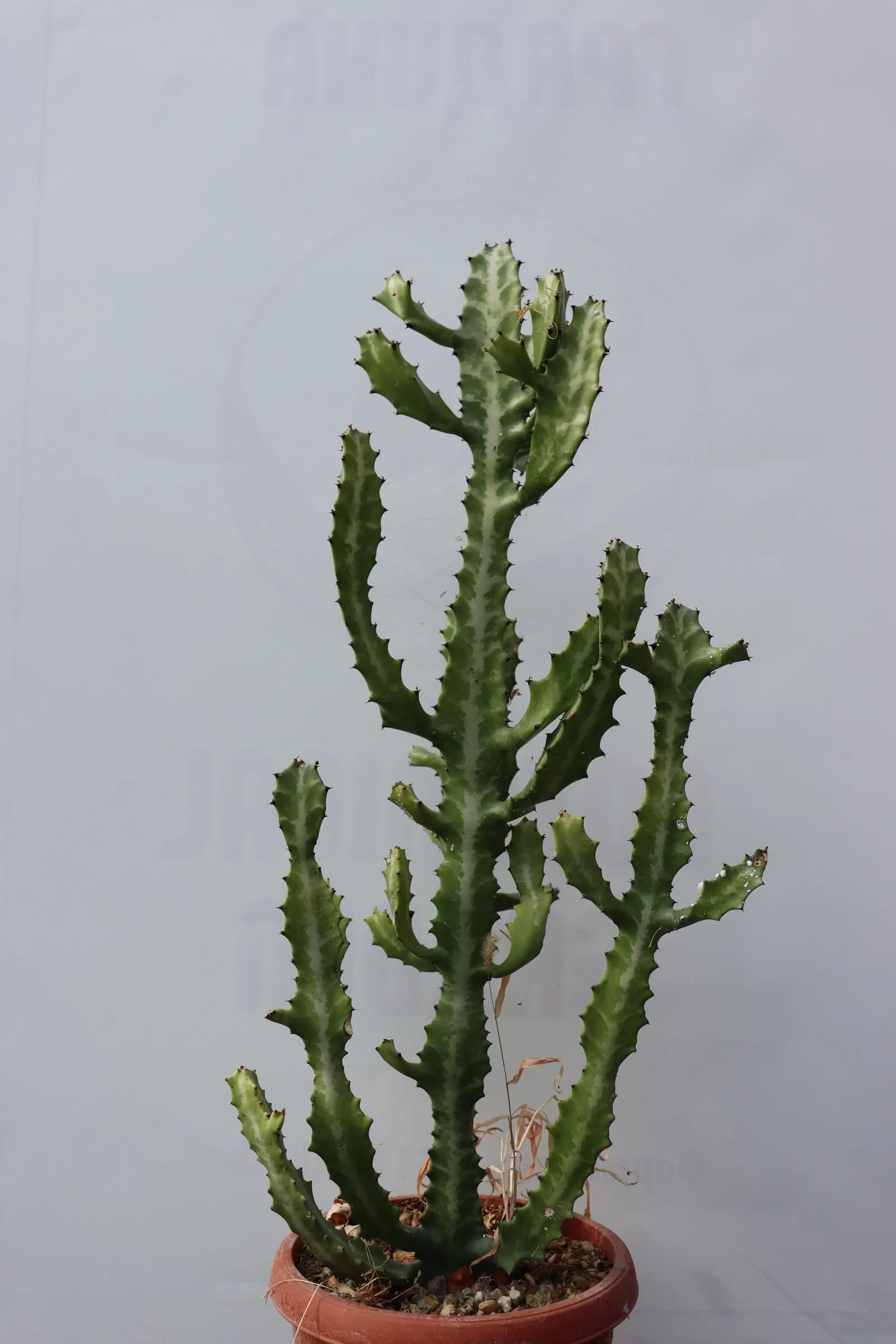 Spurge (Euphorbia Characias 'Tasmanian Tiger') — evergreen perennial with variegated foliage and striking; the plant typically reaches a height of, image 60