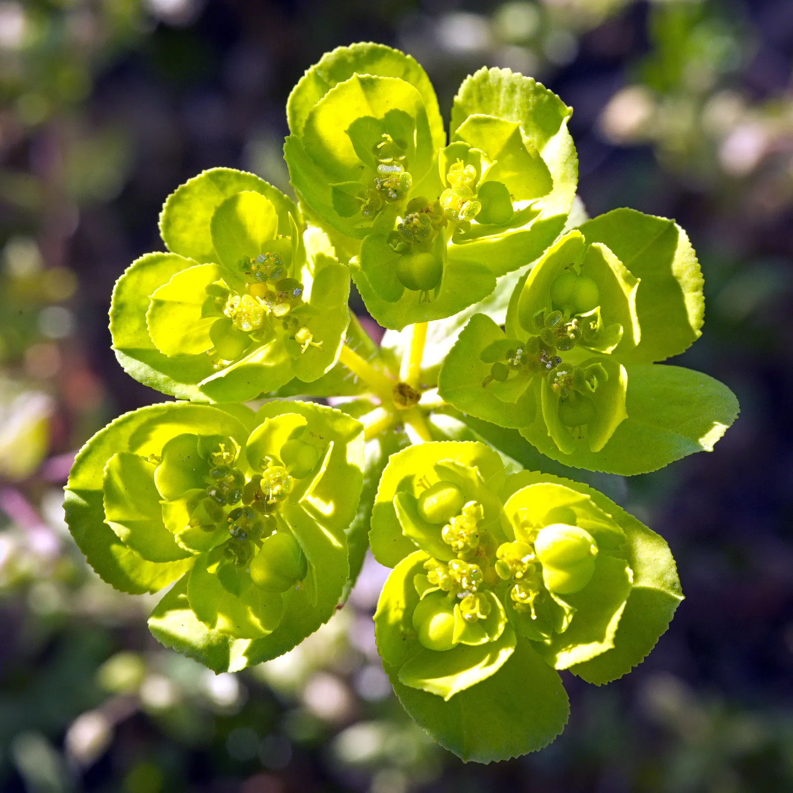 Spurge (Euphorbia Characias 'Tasmanian Tiger') — where each blue-green leaf is elegantly rimmed with a creamy white border; this particular spurge, image 126