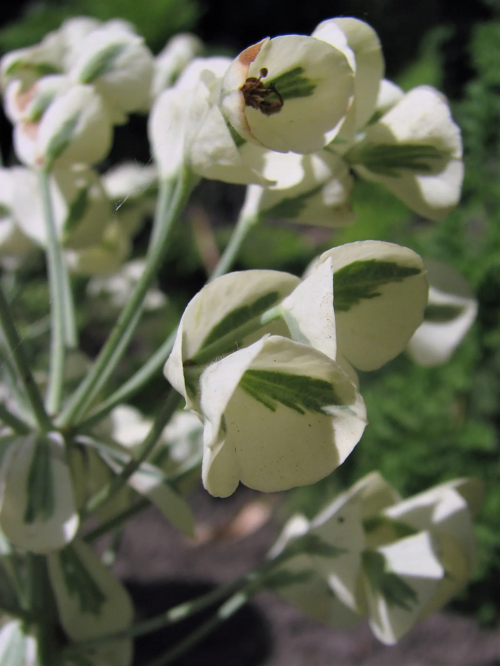 Spurge (Euphorbia Characias 'Tasmanian Tiger') — These bracts are a delicate shade of green with a central band of creamy white, image 131