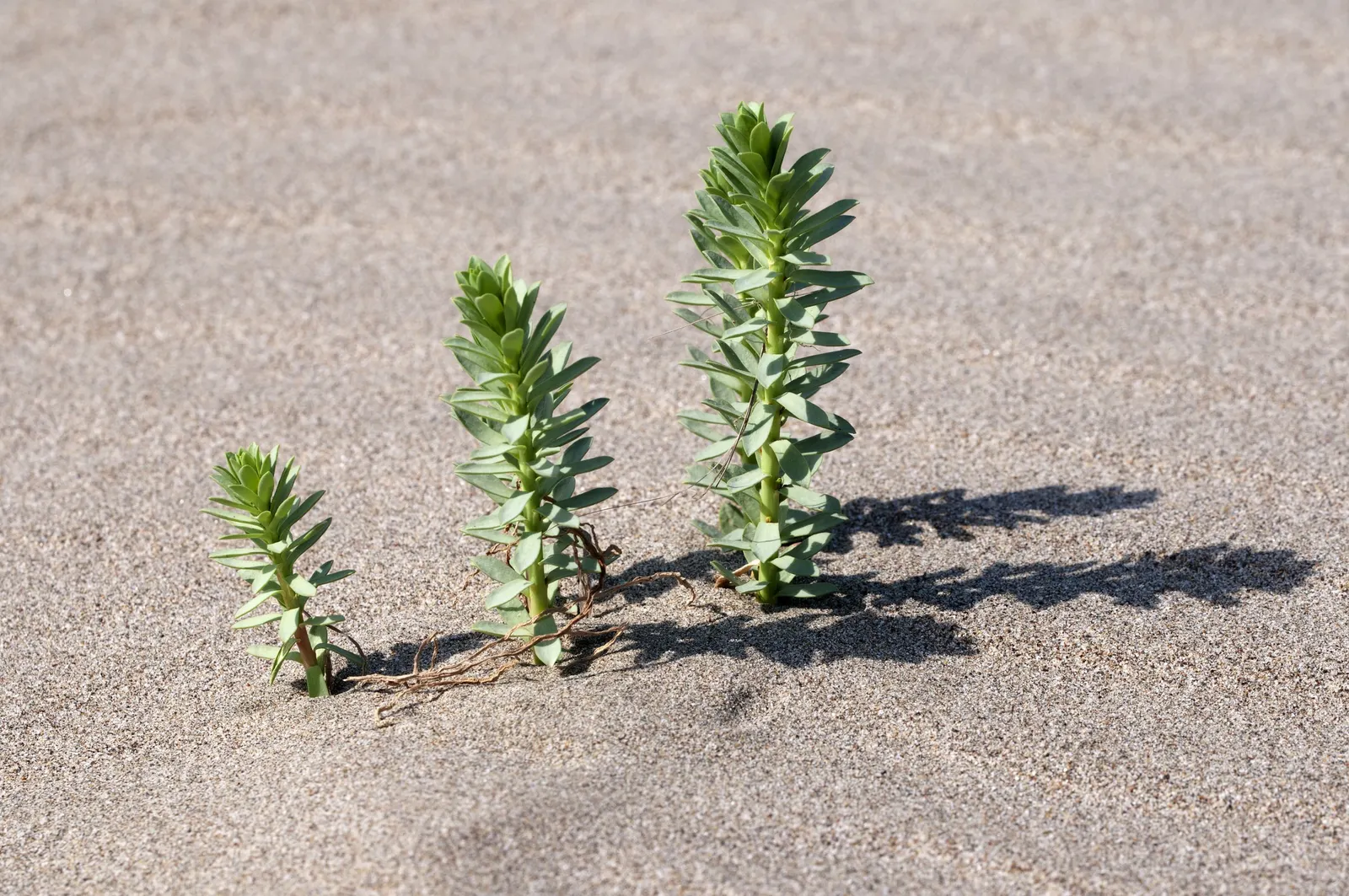 Spurge (Euphorbia Characias 'Tasmanian Tiger') — Ideal for Mediterranean gardens; bear clusters of chartreuse flowers encased in cream bracts, image 92