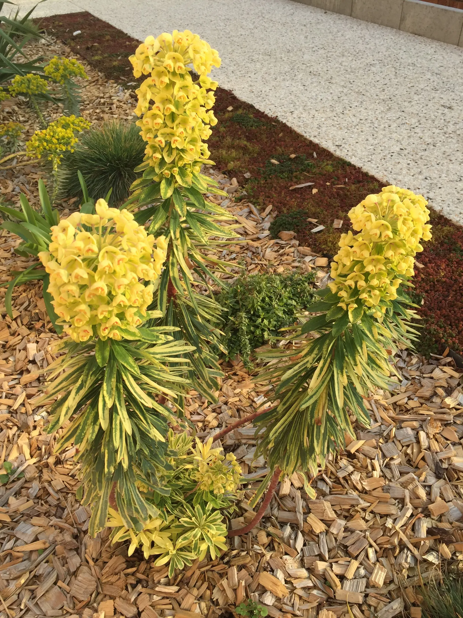 Spurge (Euphorbia Characias 'Tasmanian Tiger') — This particular spurge cultivar stands out with its distinct variegated foliage