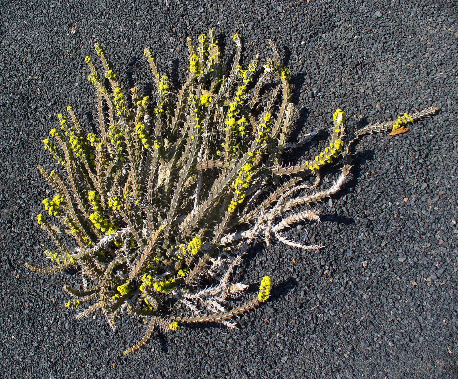 Spurge (Euphorbia Characias 'Tasmanian Tiger') — The plant typically reaches a height of about 3 feet and spreads to roughly 2 feet; complementing, image 156
