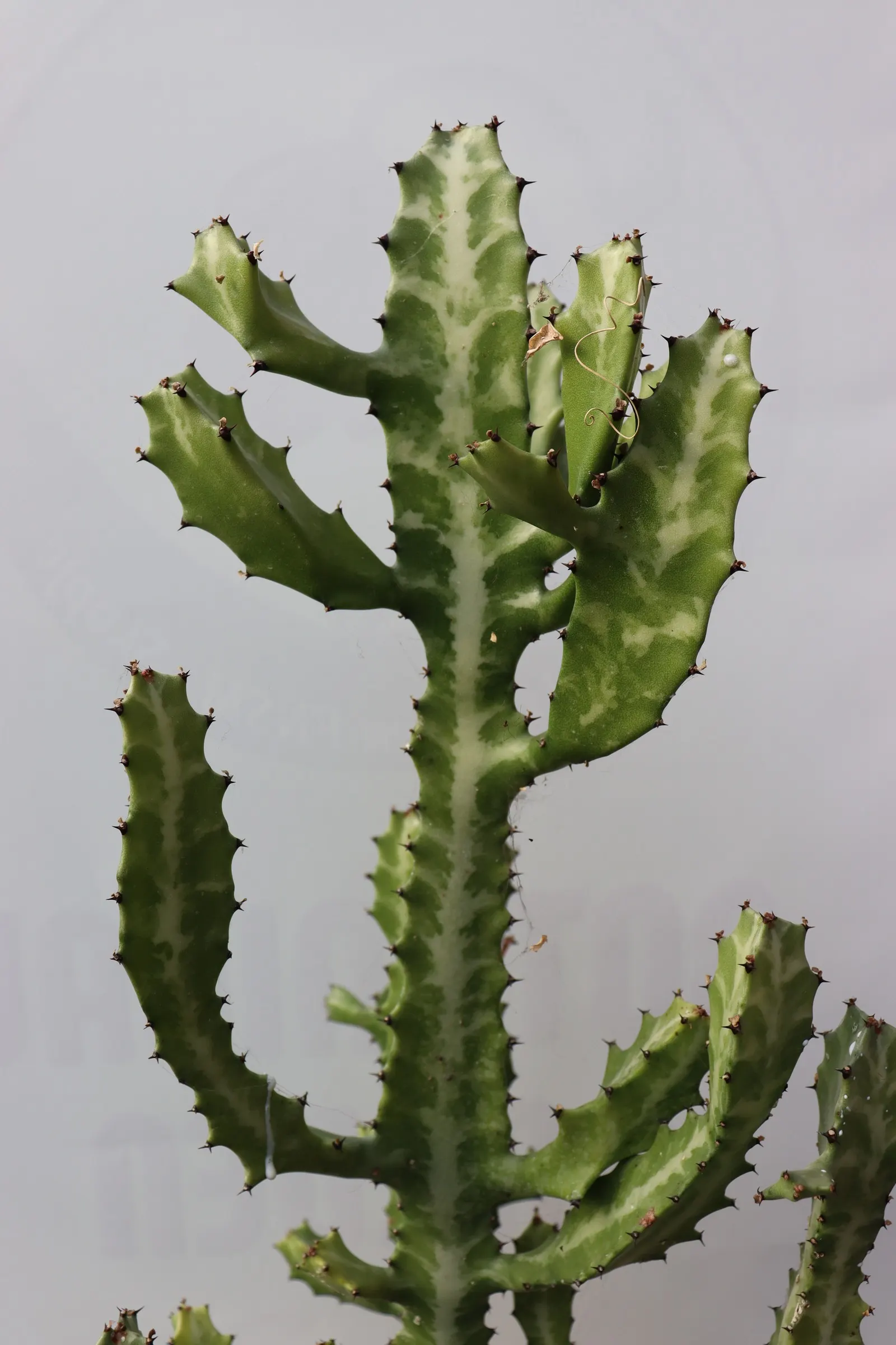 Spurge (Euphorbia Characias 'Tasmanian Tiger') — which are modified leaves that resemble flowers; caution: sap may irritate skin, image 101