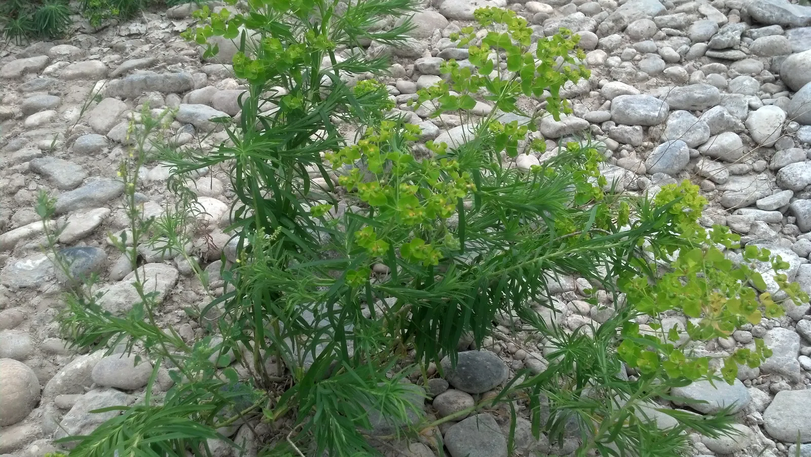 Spurge (Euphorbia Characias 'Tasmanian Tiger') — it offers low maintenance