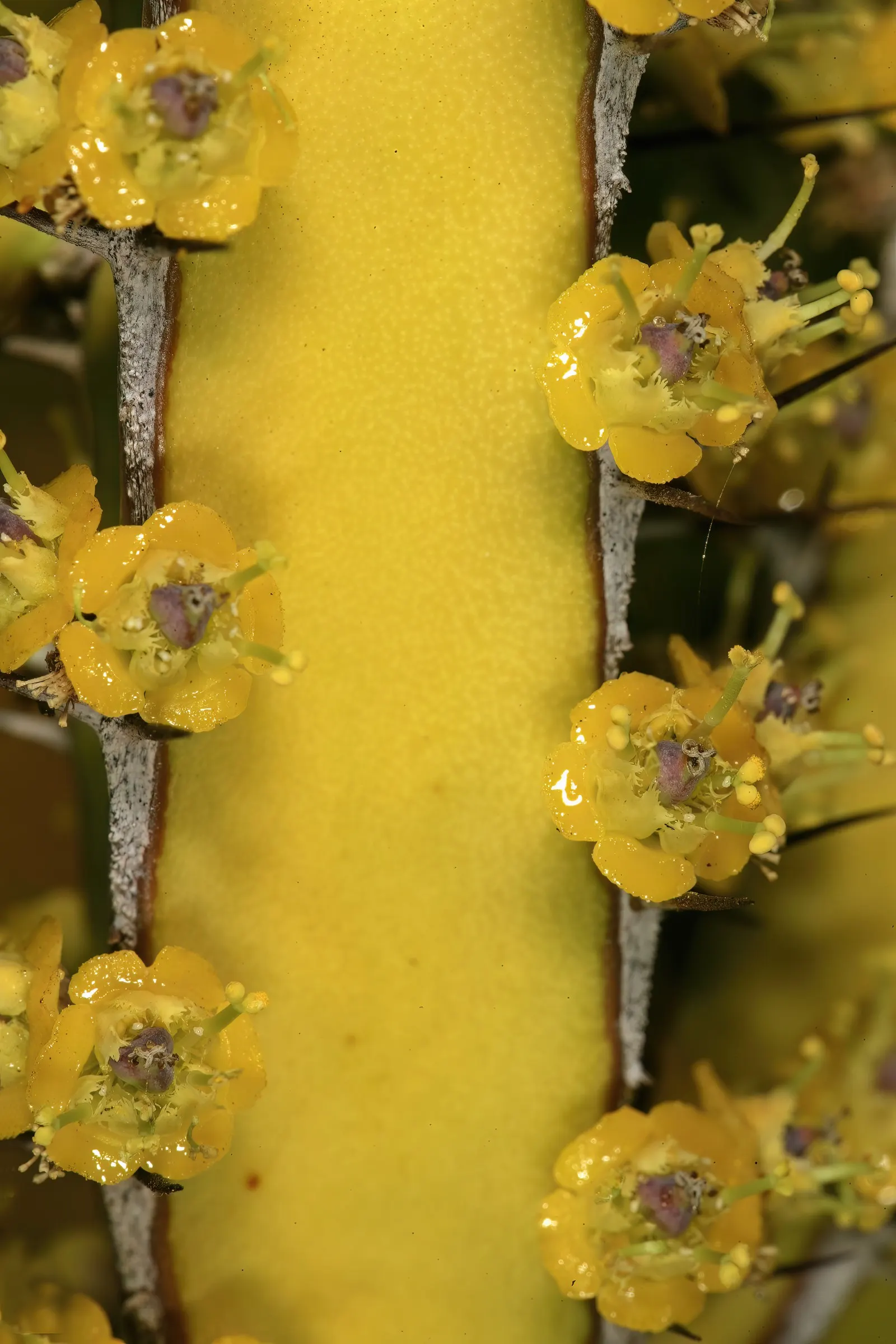 Spurge (Euphorbia Characias 'Tasmanian Tiger') — upright mounding form ideal for borders or as a specimen plant.<br><br>From early to mid-spring