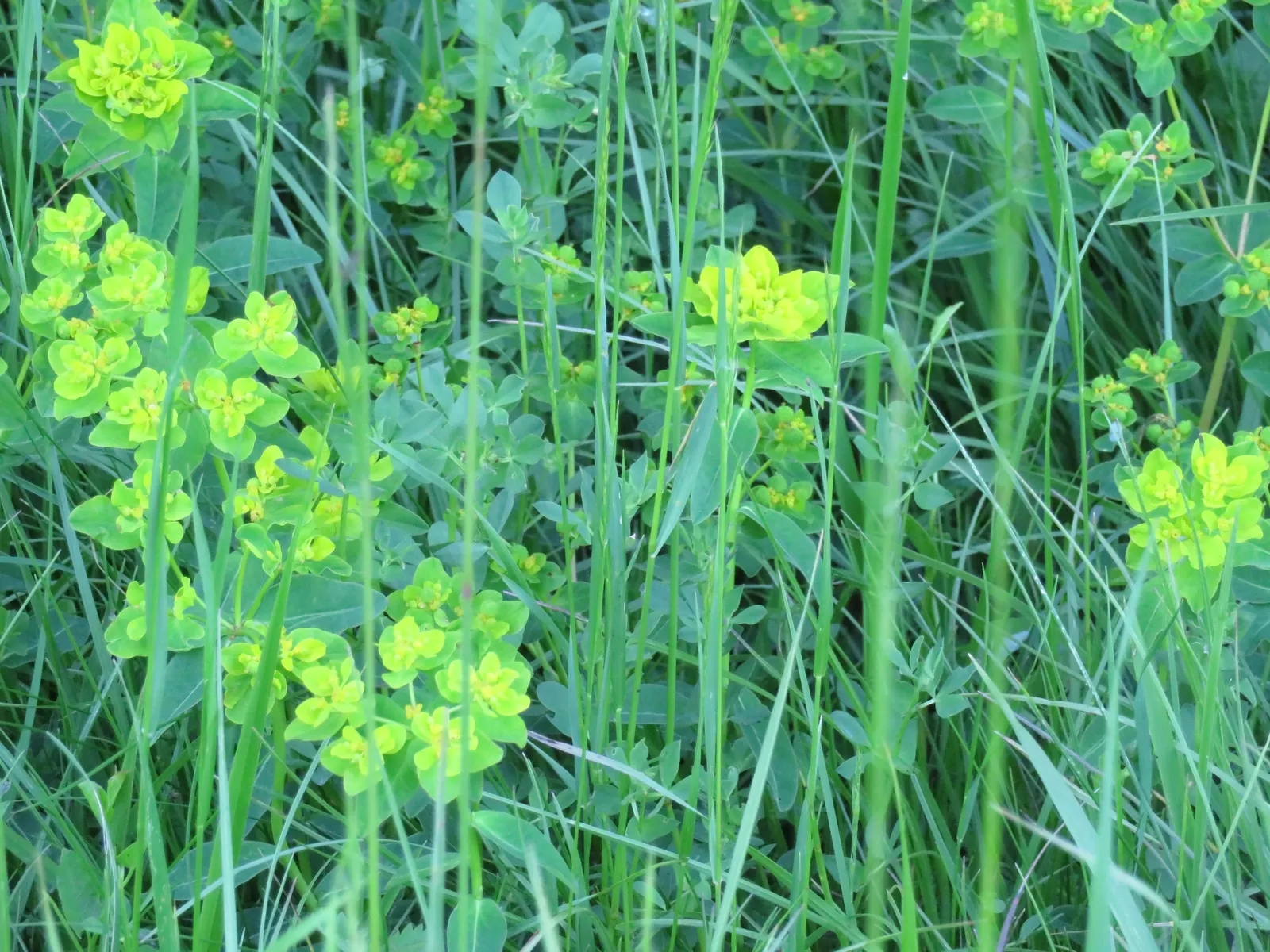 Spurge (Euphorbia Characias 'Tasmanian Tiger') — Thriving in USDA zones 7-10, it prefers full sun to partial shade and well-drained soil; needing, image 178