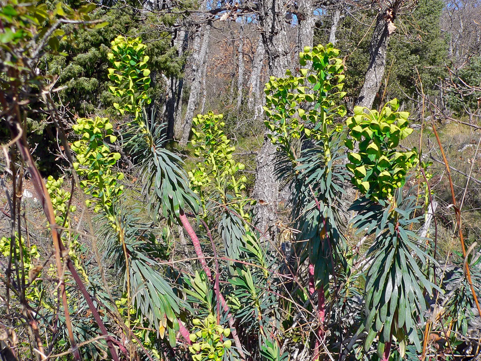 Spurge (Euphorbia Characias 'Tasmanian Tiger') — Ideal for Mediterranean gardens; bear clusters of chartreuse flowers encased in cream bracts