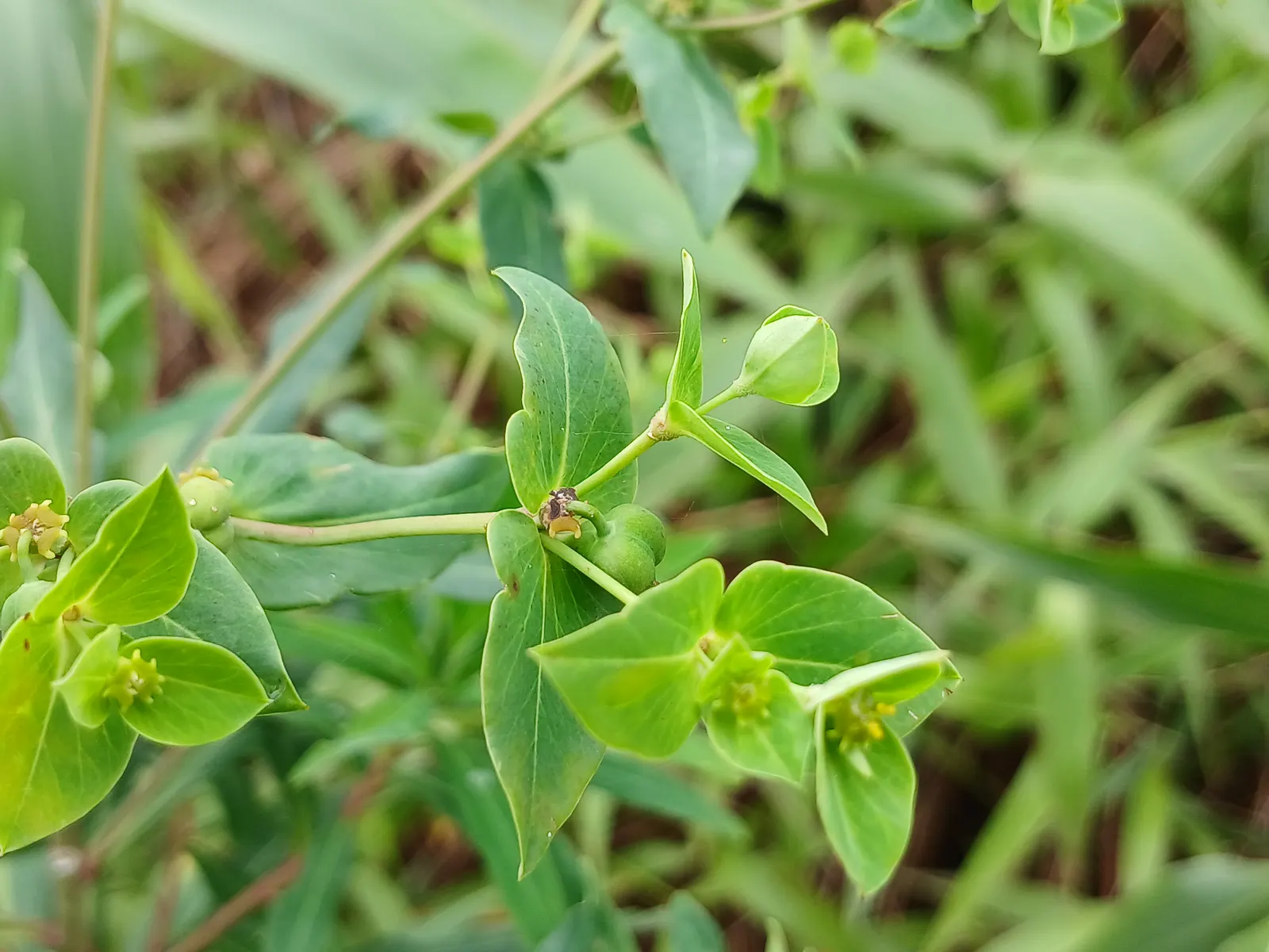 Spurge (Euphorbia Characias 'Tasmanian Tiger') — When designing with 'Tasmanian Tiger'; which are modified leaves that resemble flowers, image 106