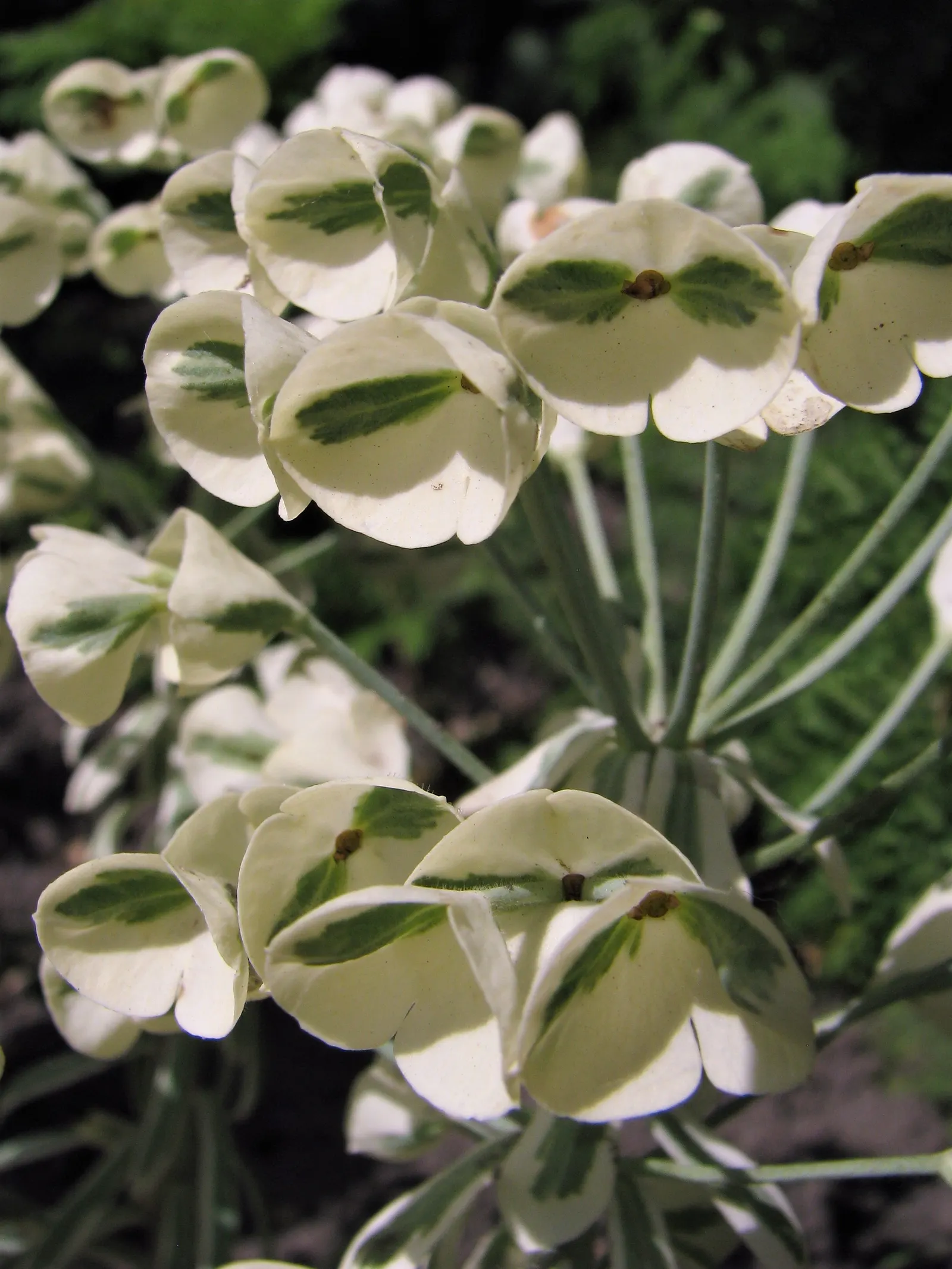 Spurge (Euphorbia Characias 'Tasmanian Tiger') — and excellent contrast among darker plants; this spurge thrives in well-drained soil and prefers a, image 94