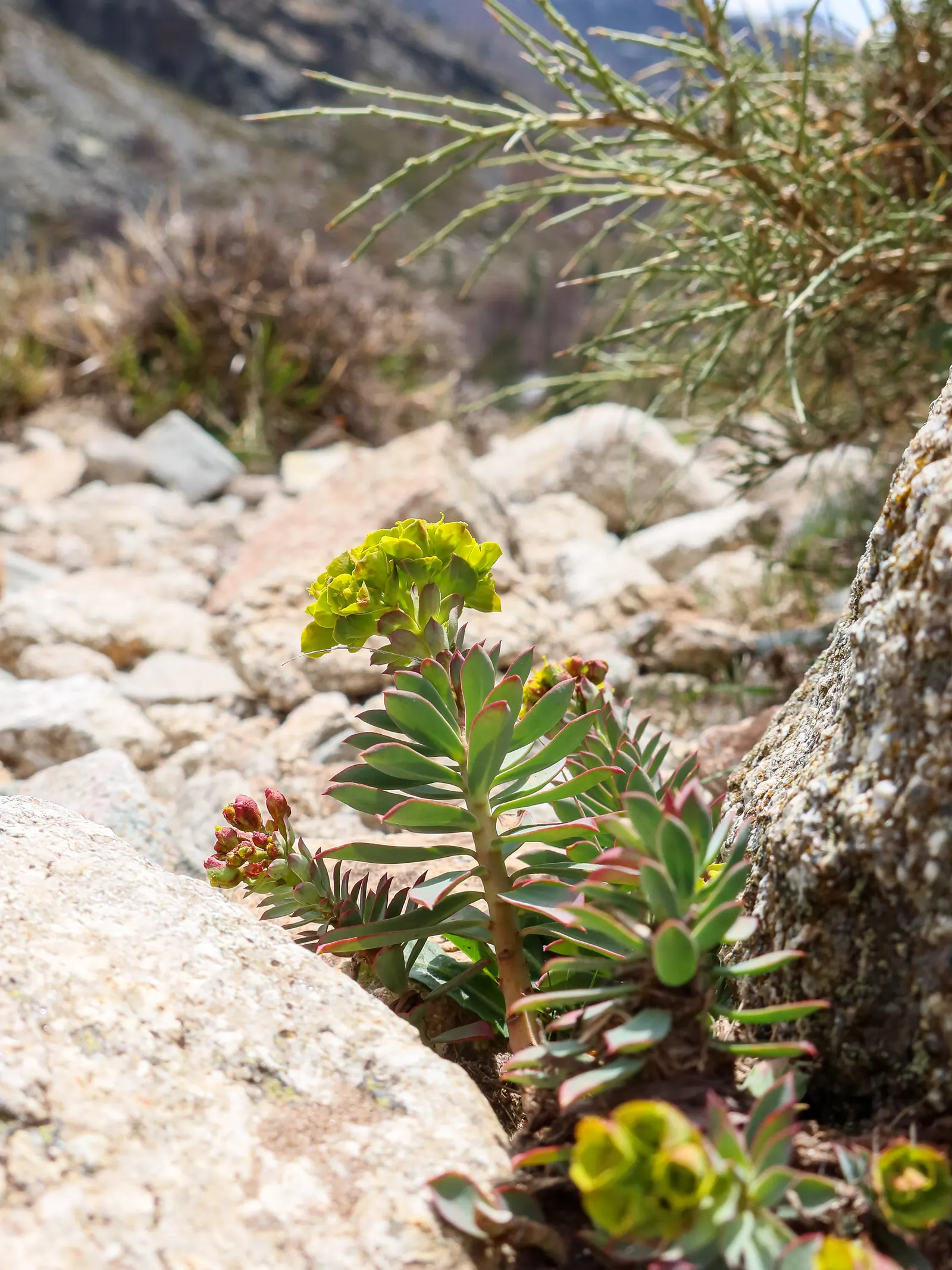 Spurge (Euphorbia Characias 'Tasmanian Tiger') — bear clusters of chartreuse flowers encased in cream bracts; it's drought-tolerant once, image 177