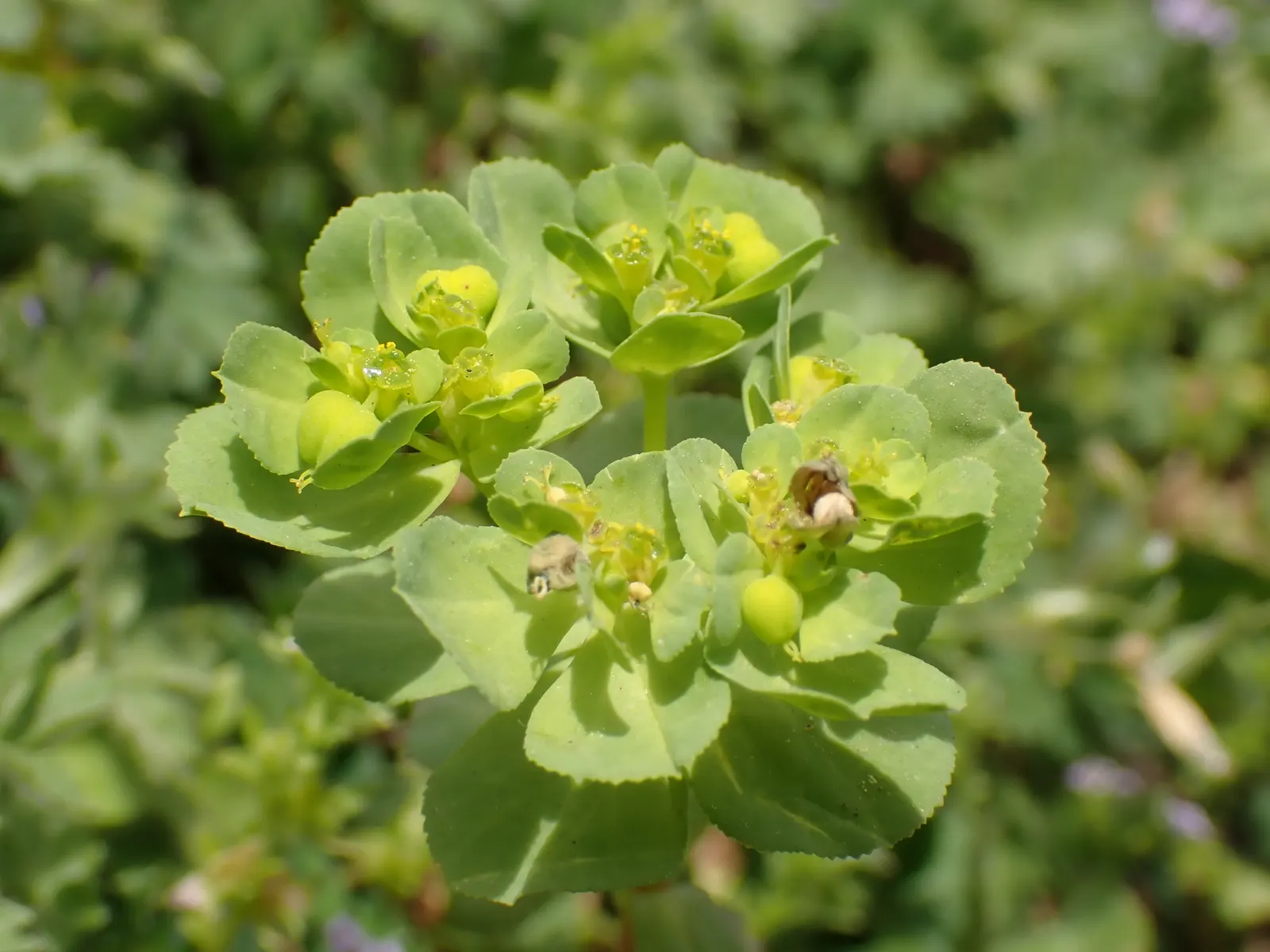 Spurge (Euphorbia Characias 'Tasmanian Tiger') — and consider placing it in areas with less foot traffic or away from children's play spaces; it, image 109