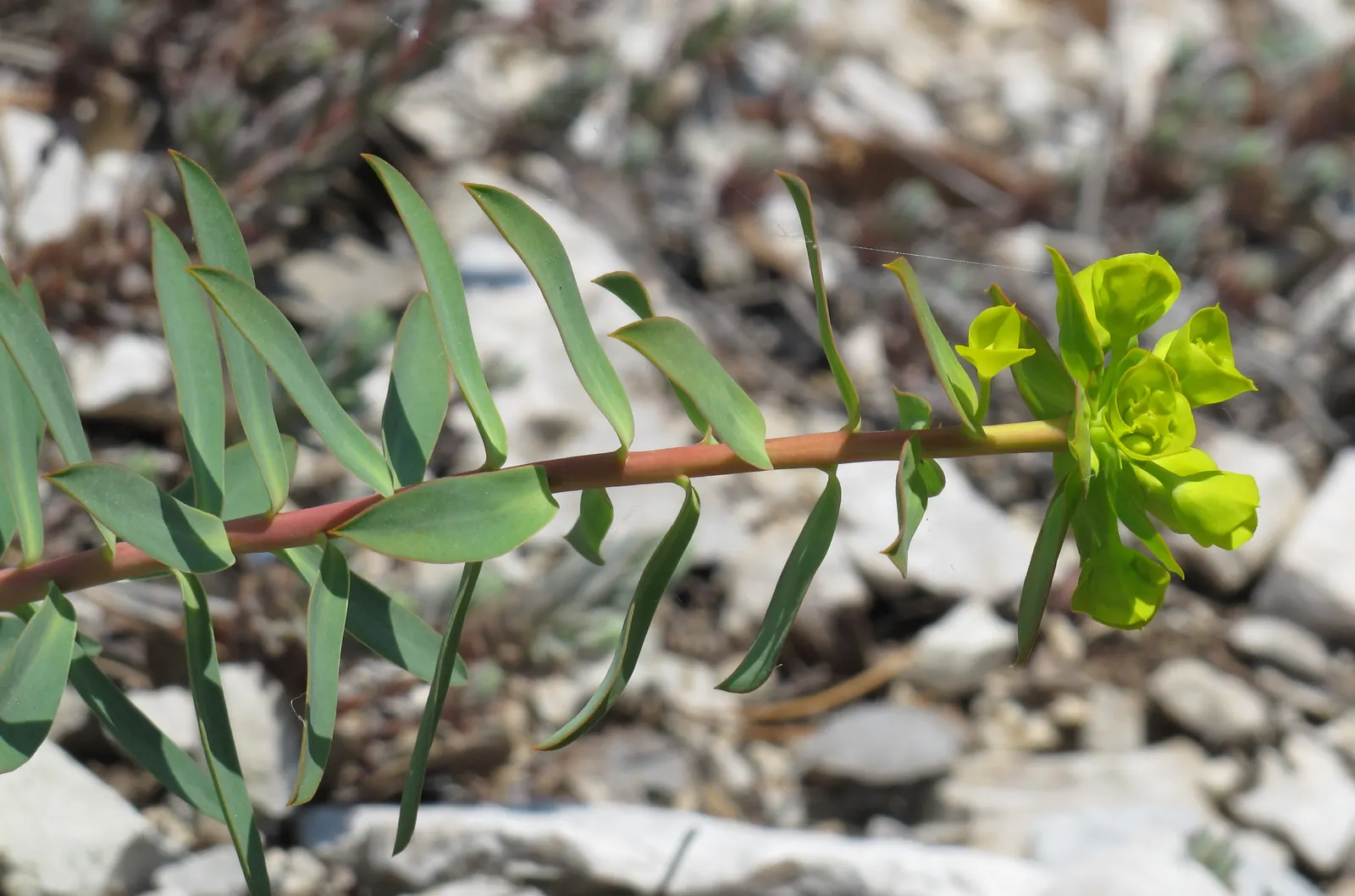 Spurge (Euphorbia Characias 'Tasmanian Tiger') — which is a characteristic of Euphorbias; perennial with green and multi-colored and yellow blooms, image 79
