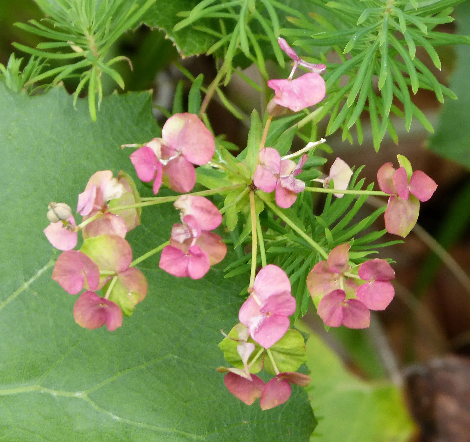 Spurge (Euphorbia Characias 'Tasmanian Tiger') — bear clusters of chartreuse flowers encased in cream bracts; it's drought-tolerant once, image 148