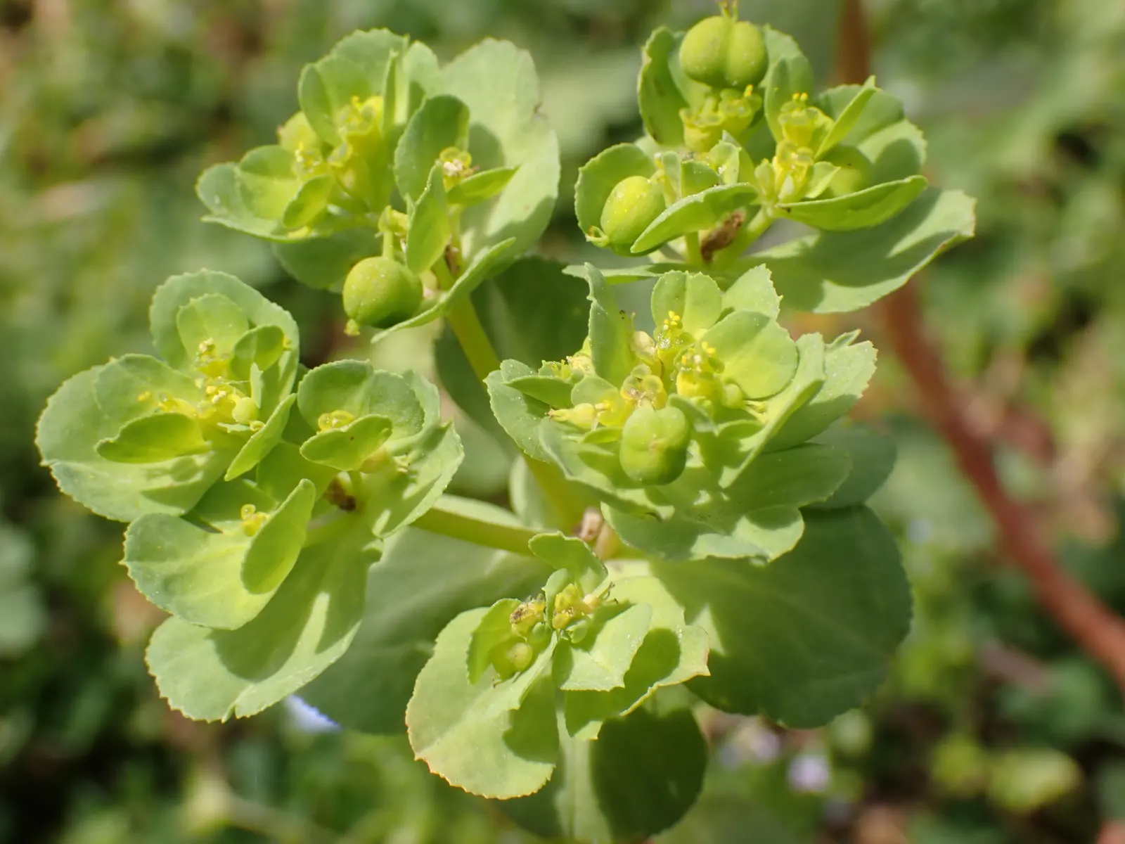 Spurge (Euphorbia Characias 'Tasmanian Tiger') — it offers low maintenance; where each blue-green leaf is elegantly rimmed with a creamy white, image 64